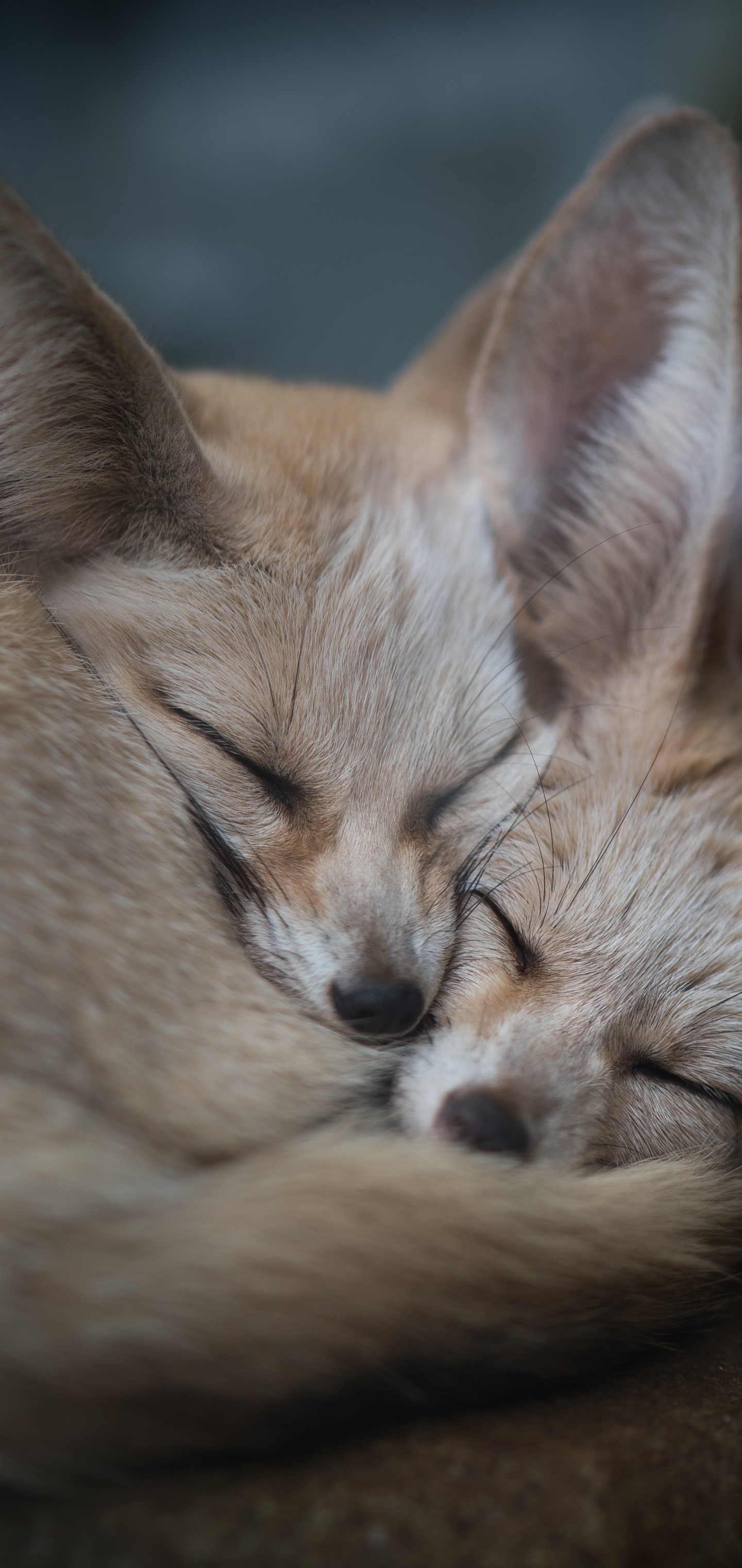 1440x3040   Скачать 1440x3040 Фенек Спящие Симпатичные обои для Samsung Galaxy Note 10+ Plus \ u0026 S10 Plus - WallpaperMaiden