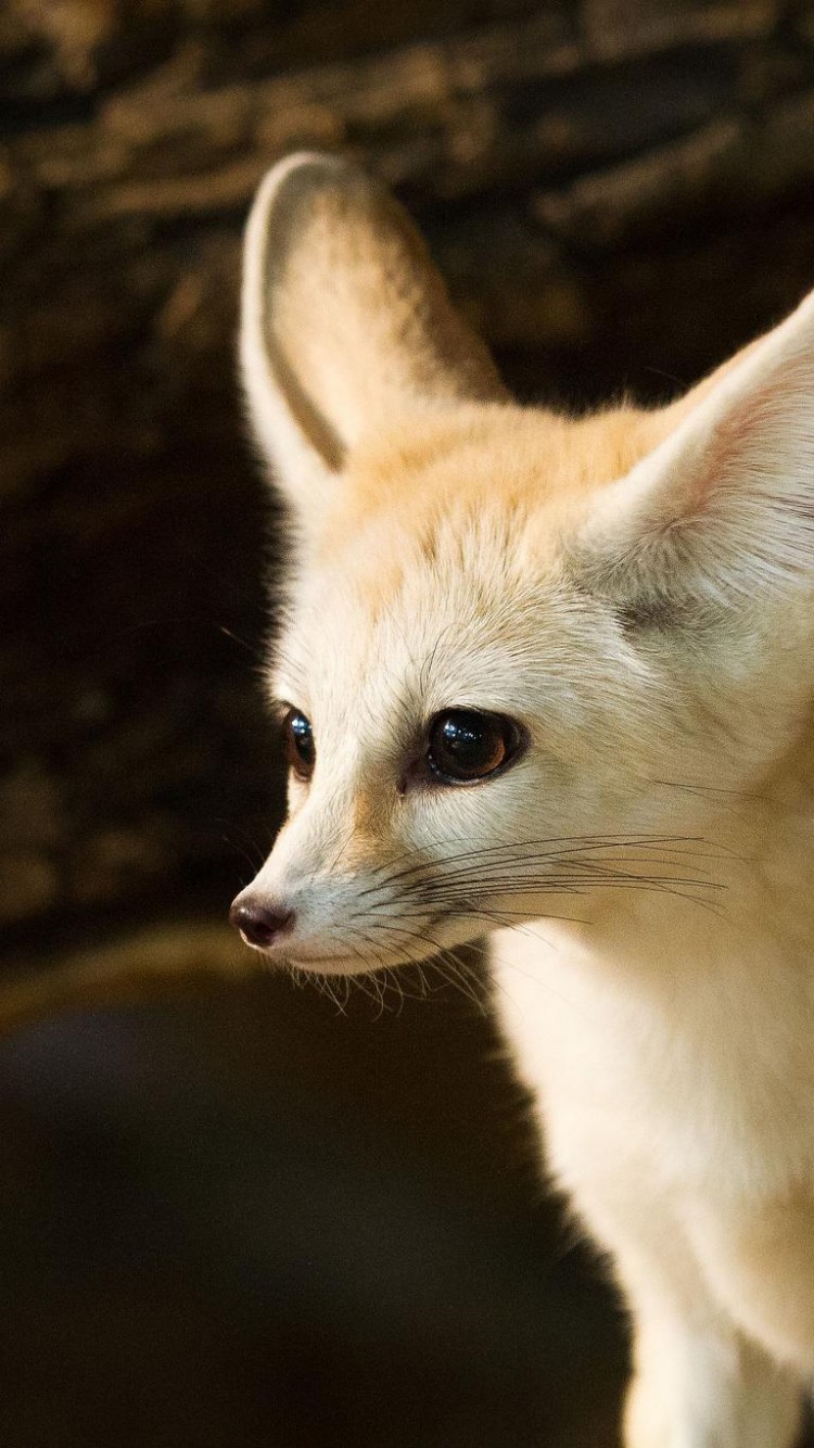 750x1334  Fennec Fox Лучшие обои 20096 - Baltana