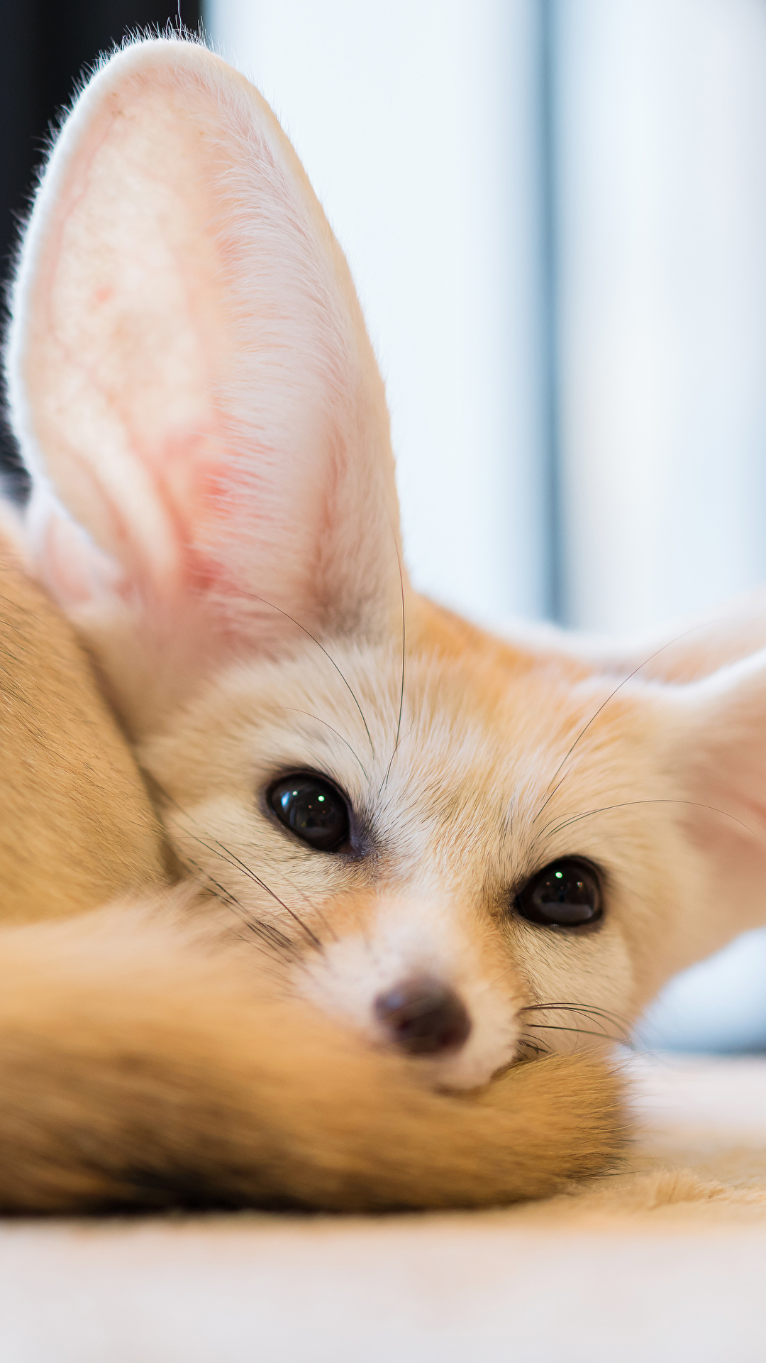 1080x1920  Image Foxes Fennec fox Staring Animals 1080x1920
