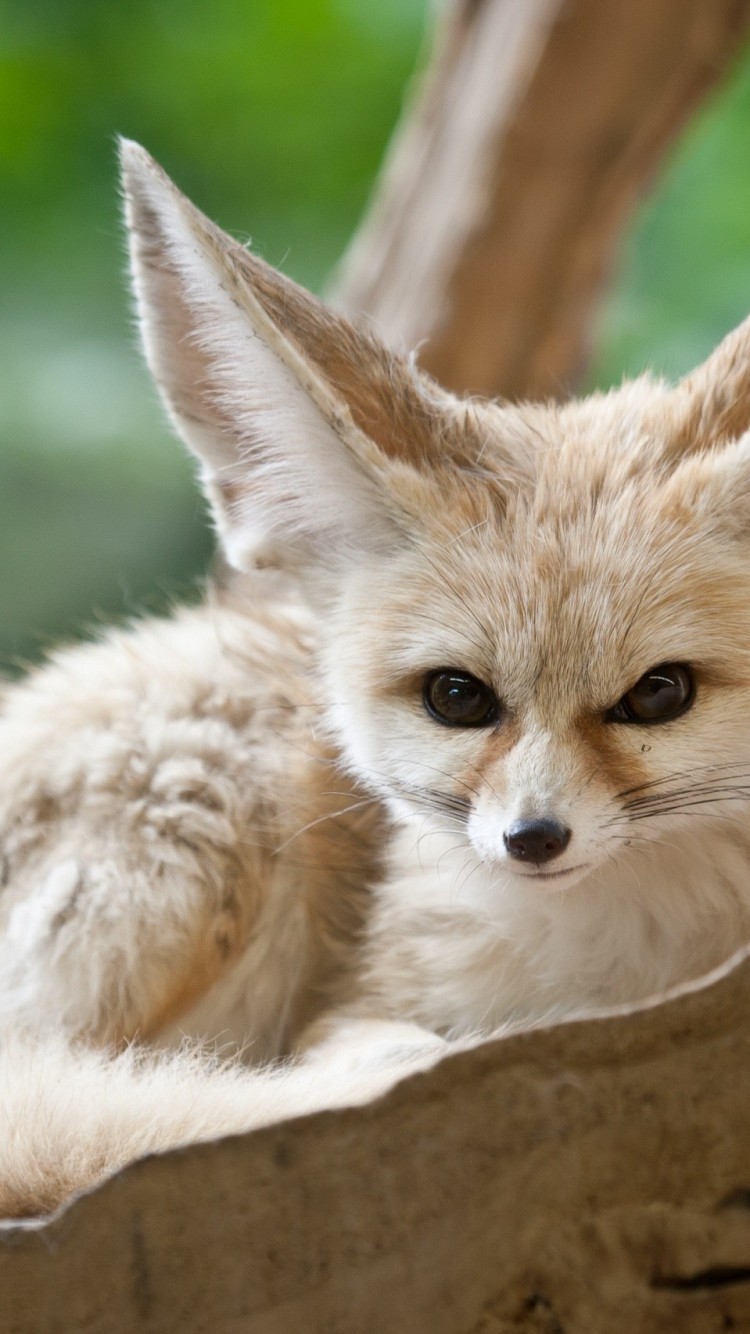 750x1334  Fennec Fox Обои для рабочего стола 27788 - Baltana