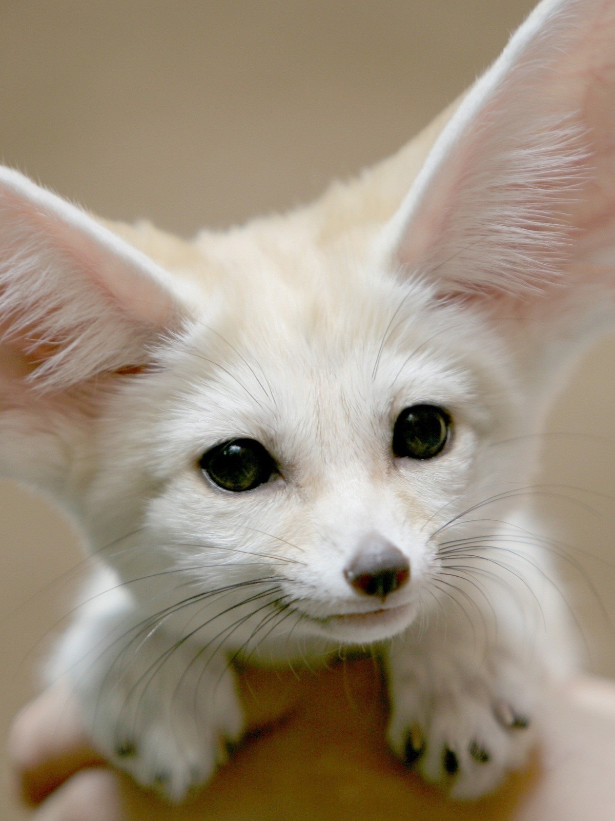 1200x1600  nyomblr | Дикие собаки Фотографии животных Животные 