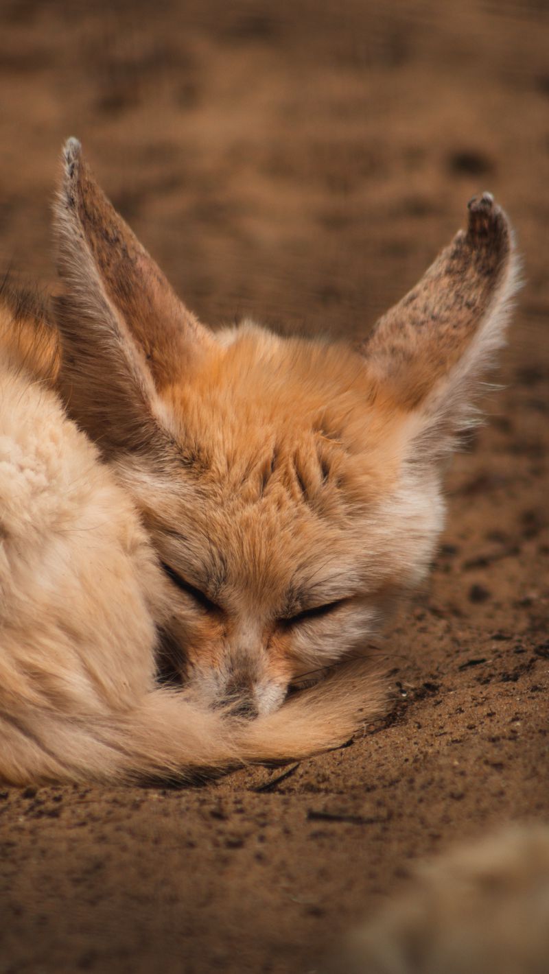 800x1420   HD обои: бело-бежевый фенек песочная лиса обыкновенная обыкновенная животное дикое млекопитающее | Wallpaper Flare 