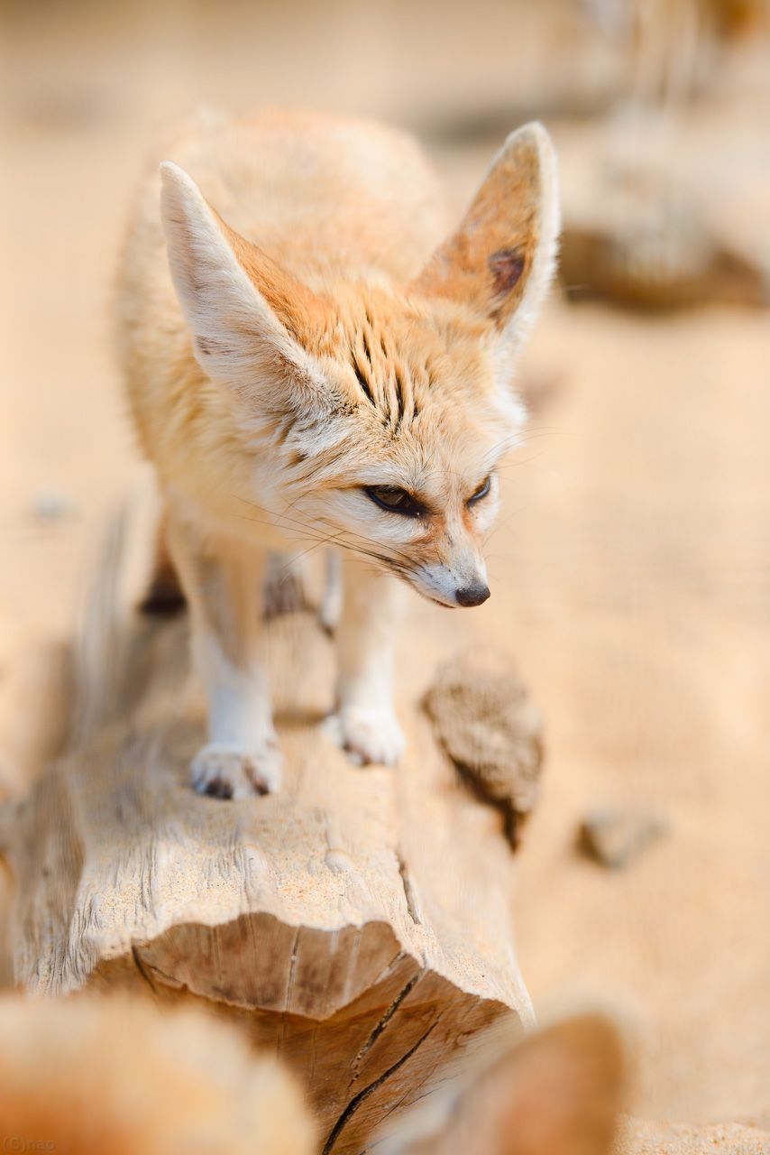 854x1280   Animal / Fennec Fox (1080x1920) ID обоев: 895514 - Mobile Abyss