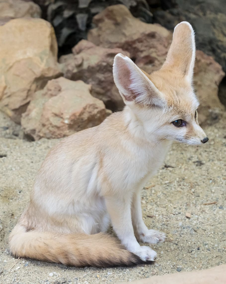 910x1143   Animal / Fennec Fox (1080x1920) ID обоев: 895617 - Mobile Abyss