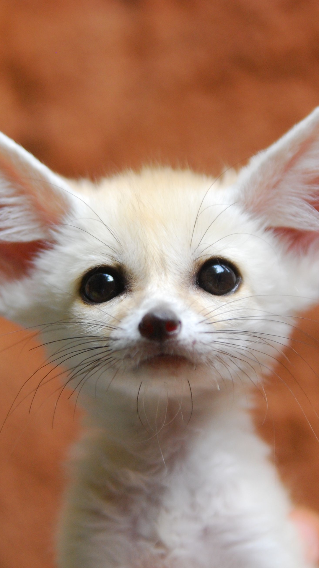 1080x1920  Fennec Fox Artwork Painting Cute Digital Art - Pixel Art Fennec Fox - Обои 1440x2960 - teahub.io 