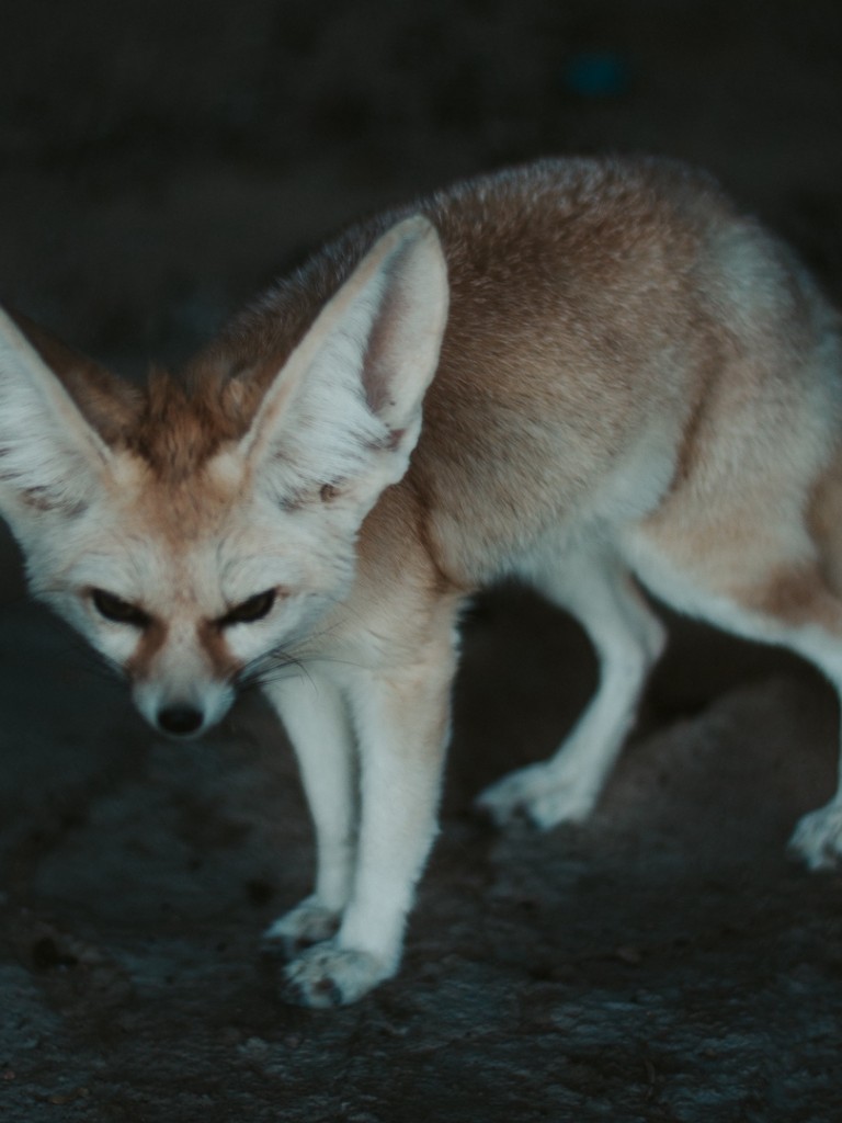 768x1024   Обои для рабочего стола Fennec fox Frowning Animals 1080x1920