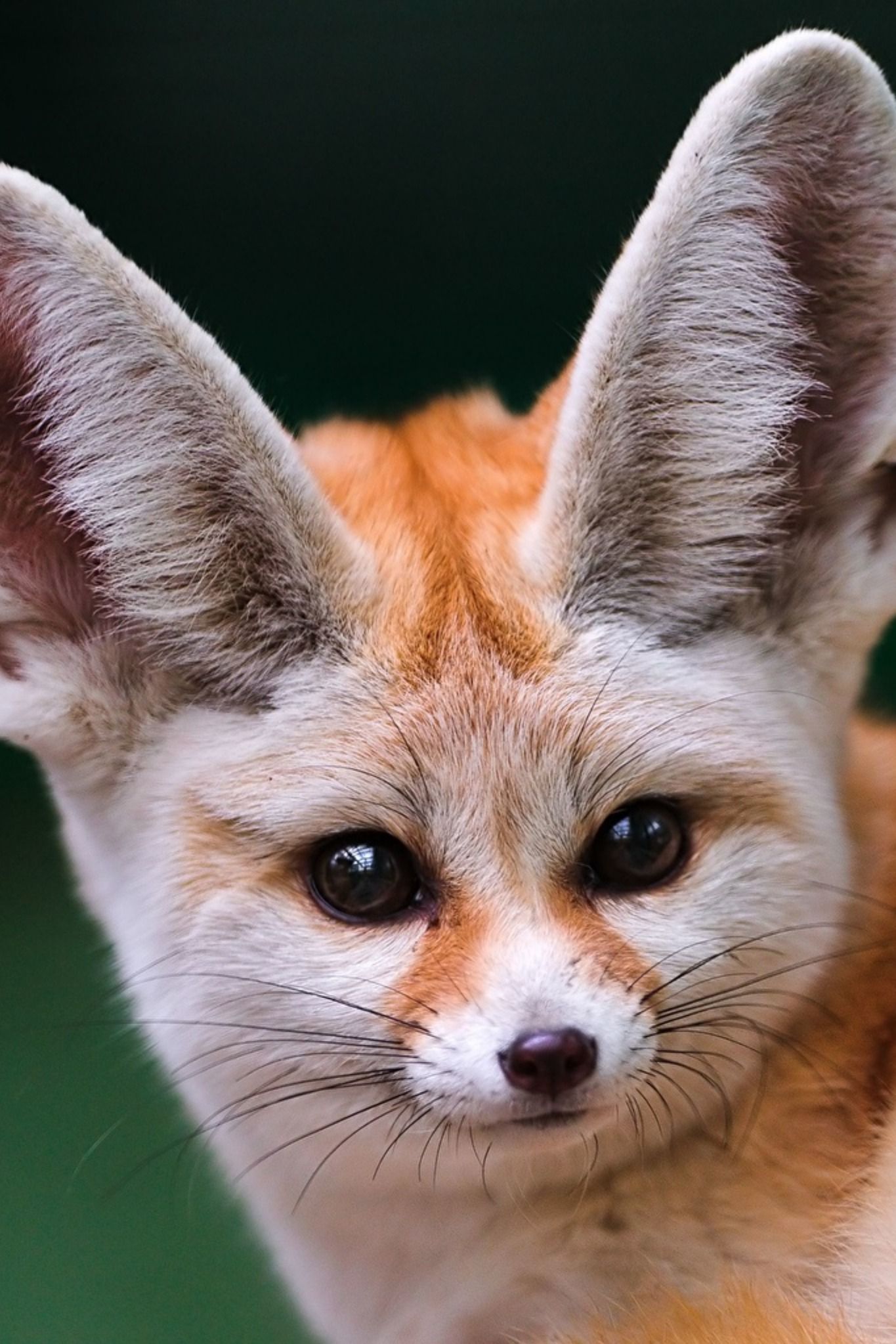 1365x2047  Fennec fox для Android - Скачать APK