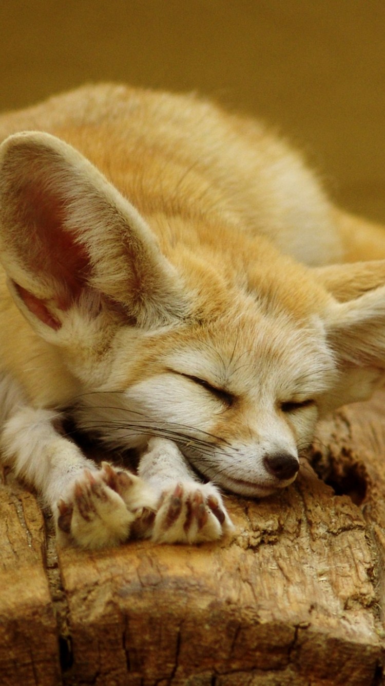 750x1334  Fox iPhone Обои - Лучшие бесплатные фоны для iPhone с лисой - WallpaperAccess