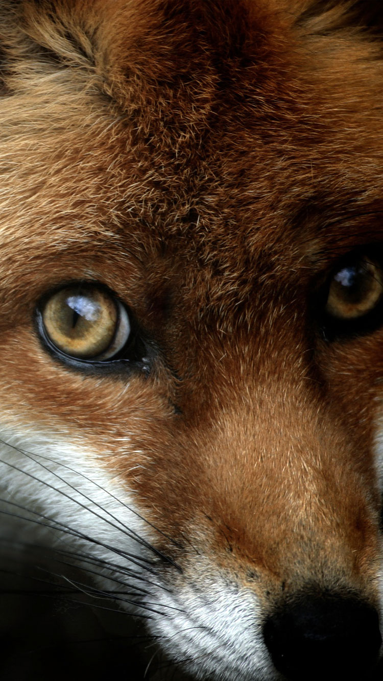 750x1334  Fennec Wallpapers - Wallpaper Cave