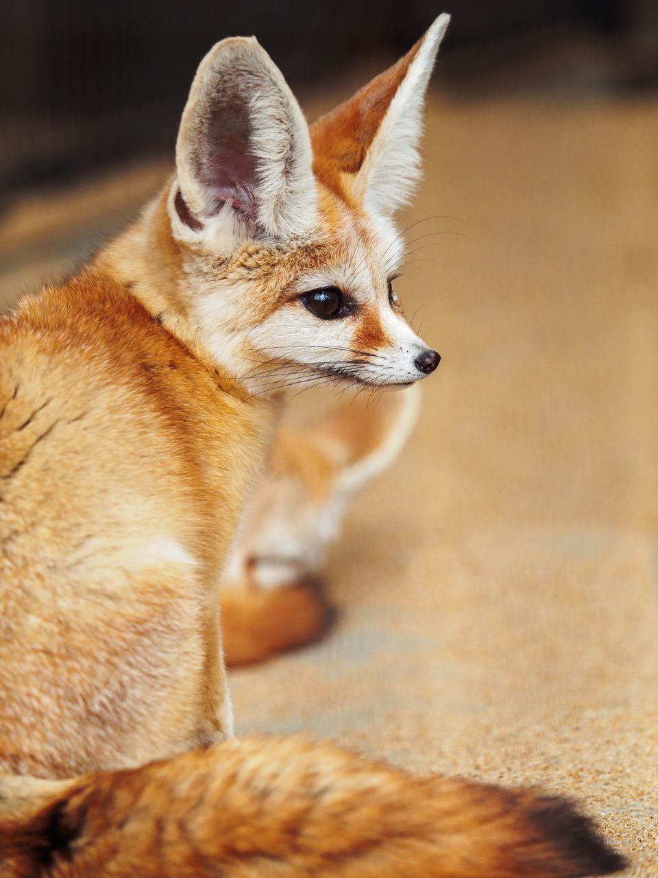 960x1280  Fox Phone Wallpapers - Top Free Fox Phone Backgrounds - WallpaperAccess