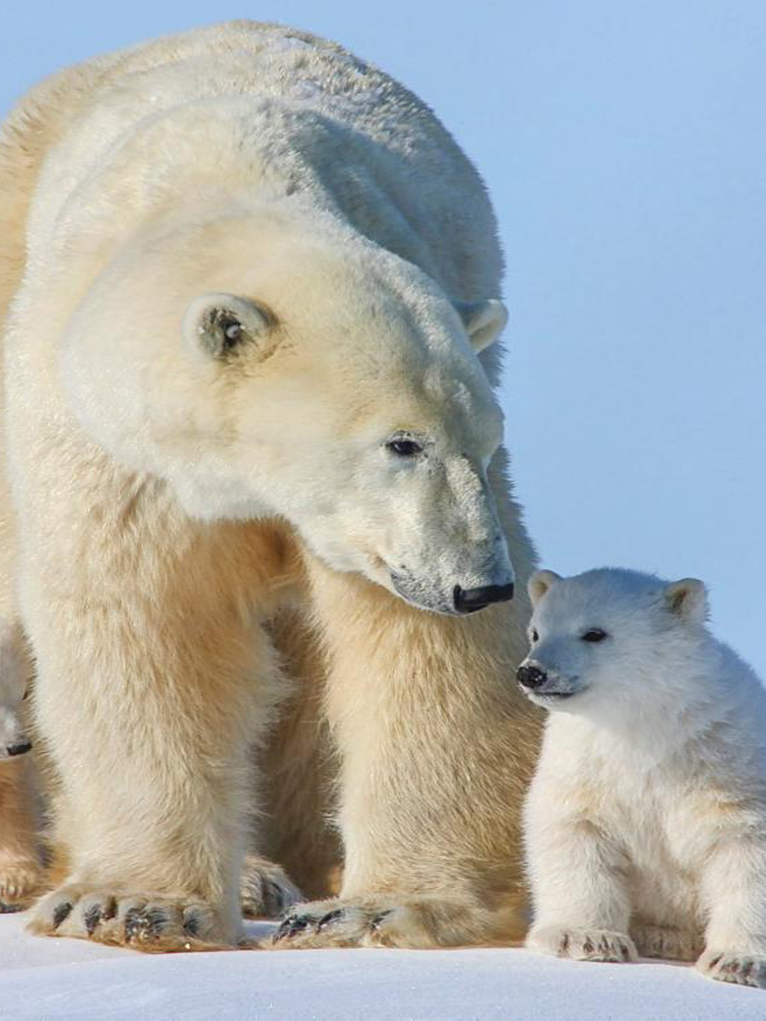 1536x2048   Animal / Polar Bear (1536x2048) ID обоев: 754177 - Mobile Abyss