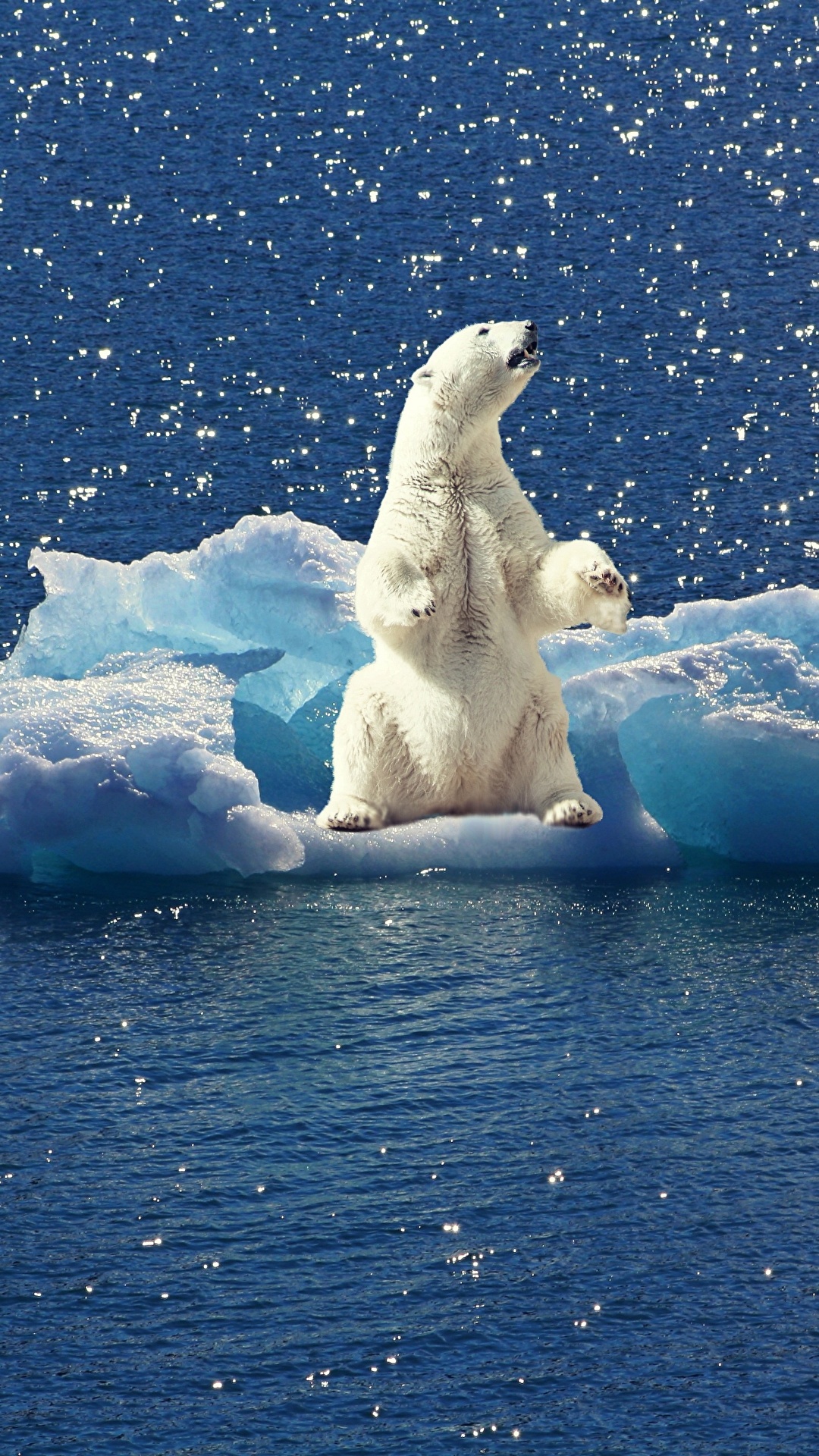 1080x1920   Обои для рабочего стола Белые медведи Медведи Ледяные животные 1080x1920