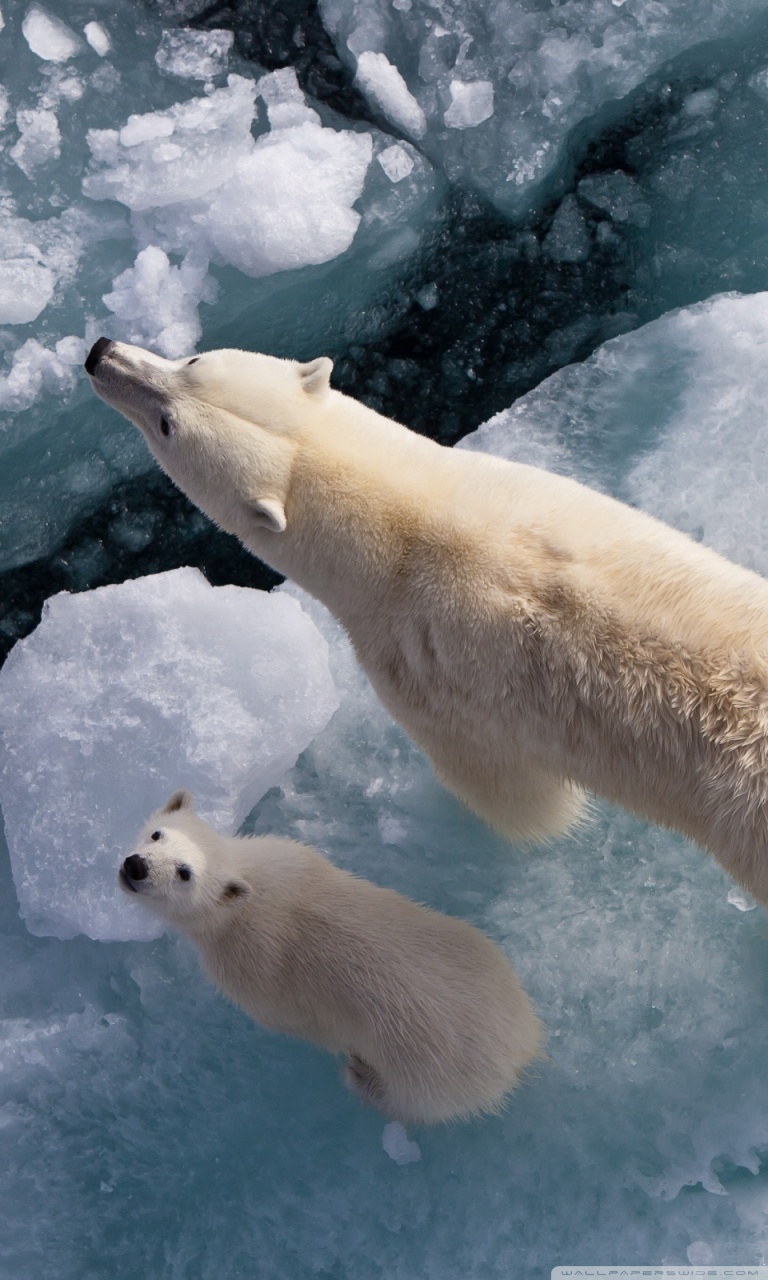768x1280  P Белый медведь и глобальное потепление Ultra HD Обои для рабочего стола для 4K UHD TV: многоэкранный двойной монитор