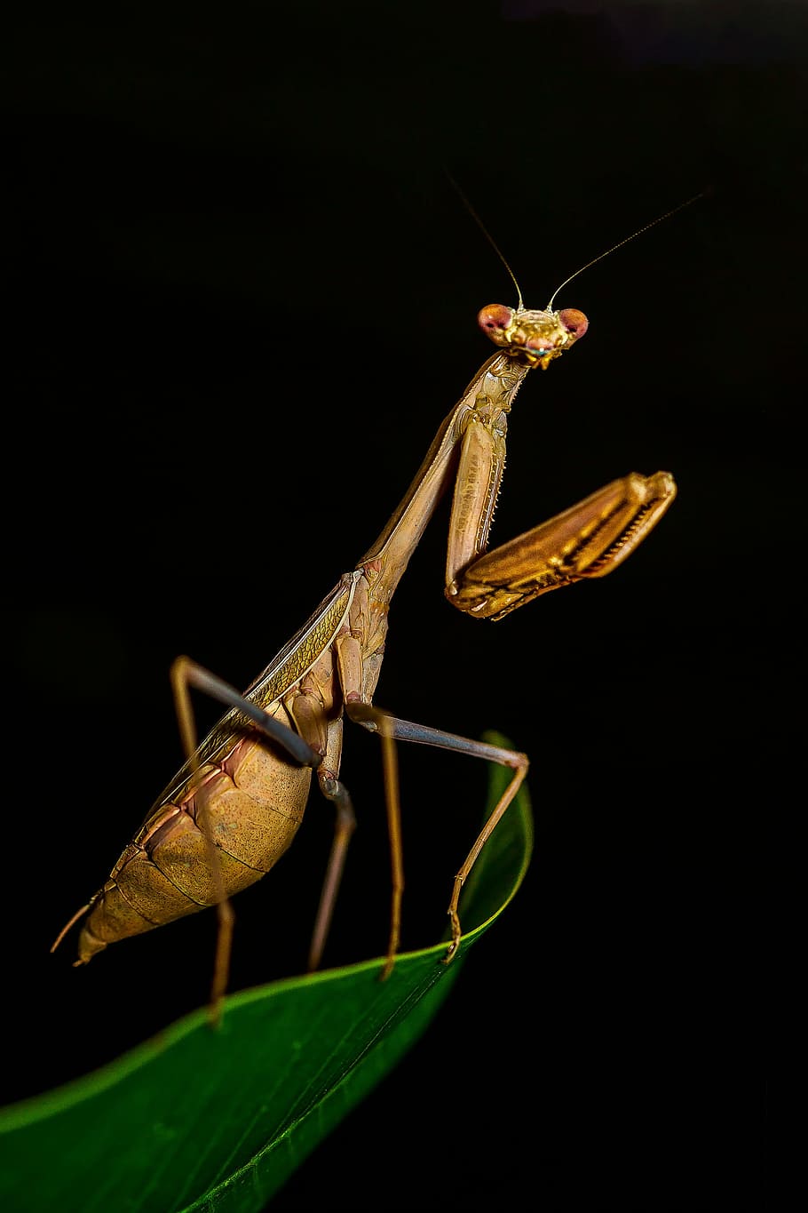 Mantis Wallpapers - Лучшие бесплатные фоны Mantis - WallpaperAccess 