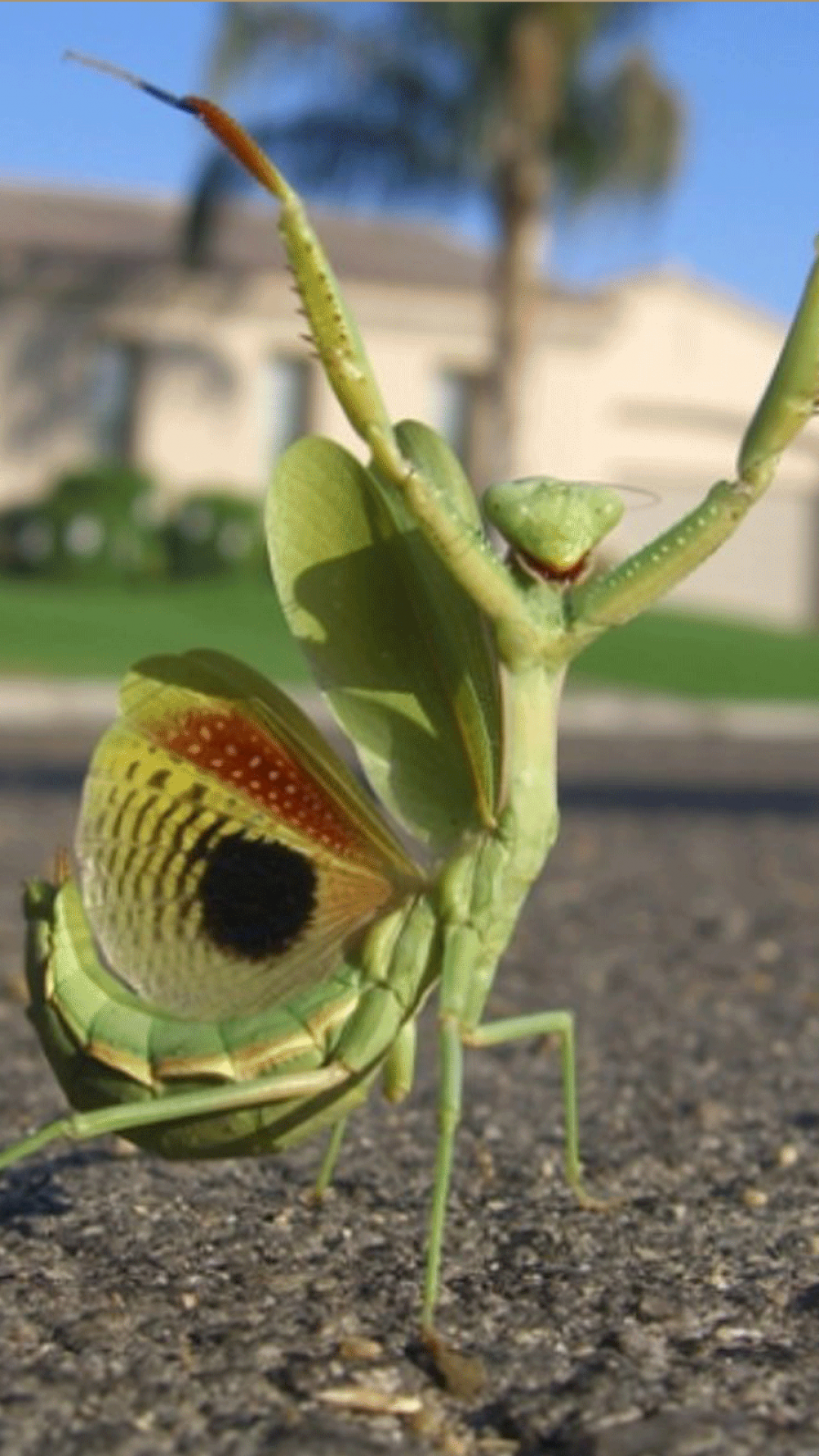1080x1920   Animal / Praying Mantis (1080x1920) ID обоев: 544893 - Mobile Abyss