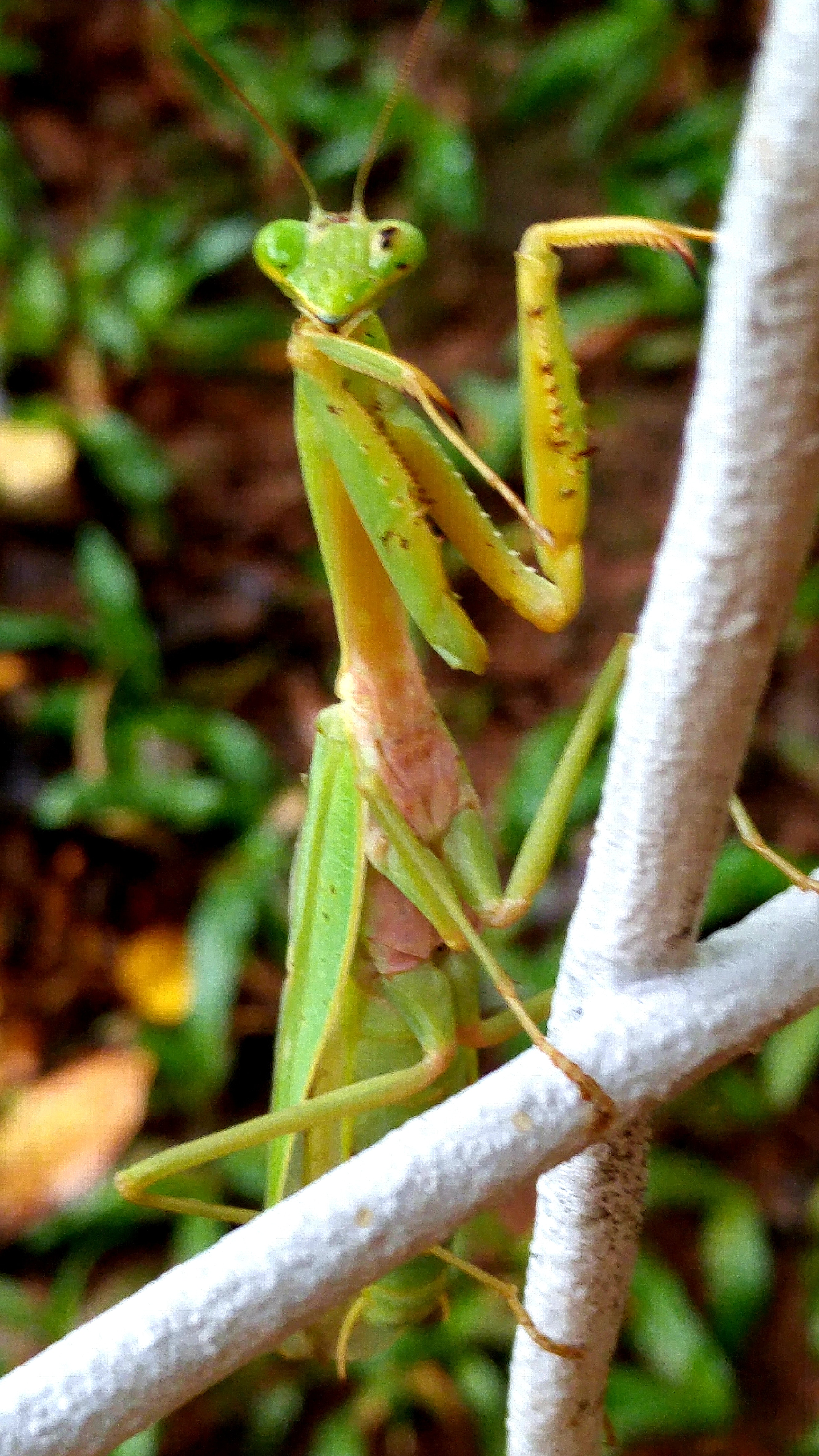 2660x4730   Бесплатная стоковая фотография природы жука богомола 