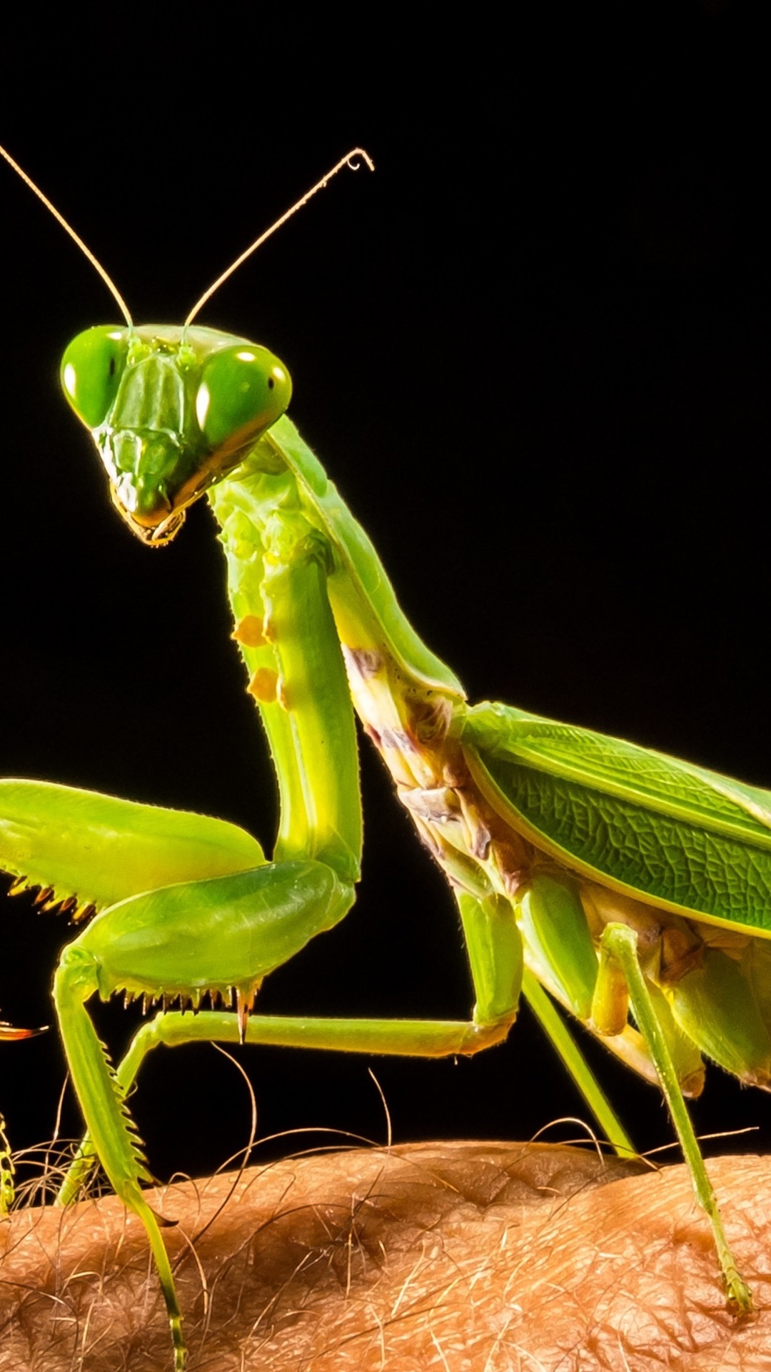 1080x1920   Обои Mantis hand 3840x2160 UHD 4K Picture Image