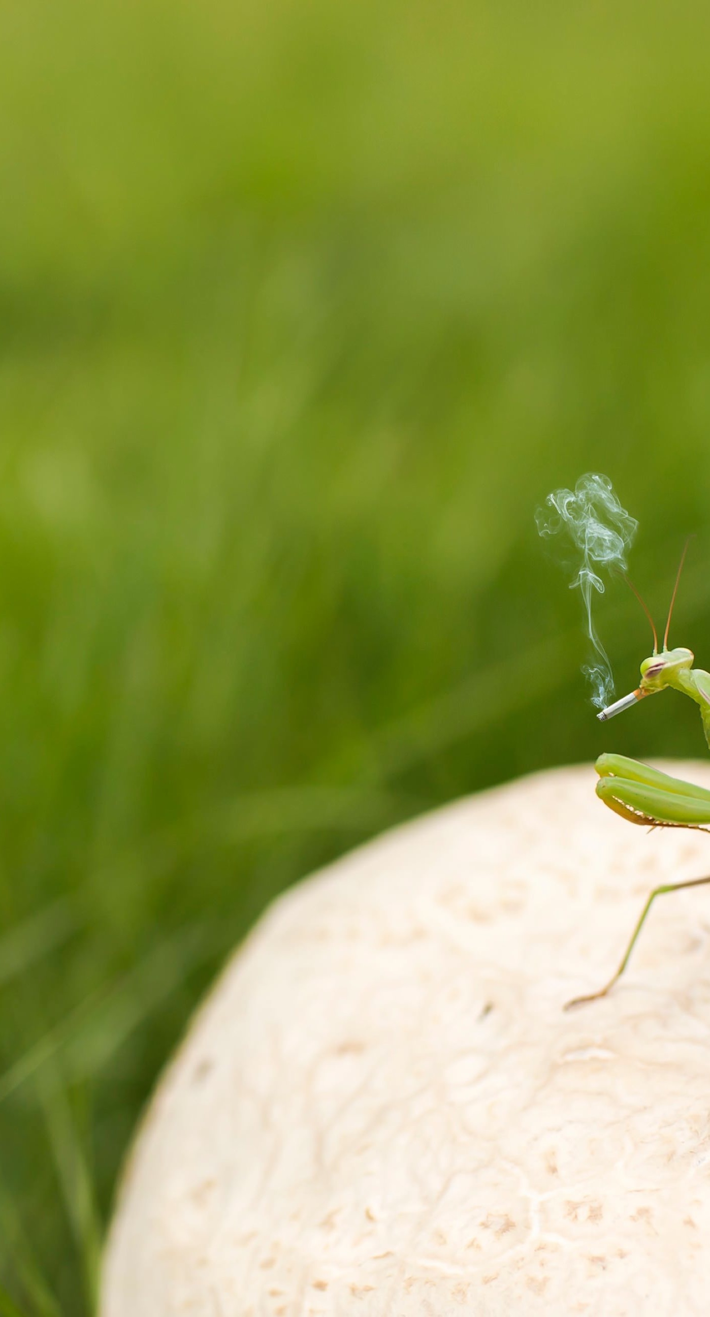 1398x2592   Богомол Обои, опубликованные Мишель Селлерс