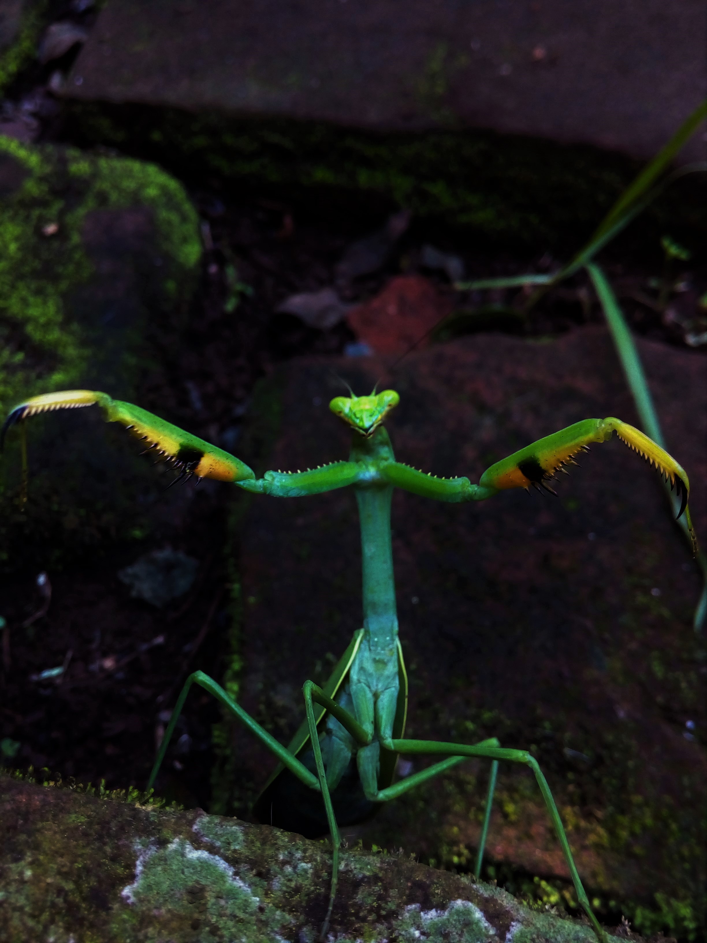 2448x3264   Обои: природа зеленый богомол молитесь мобильный телефон 2448x3264 - zhouzj921027 - 1389669 - HD обои - WallHere