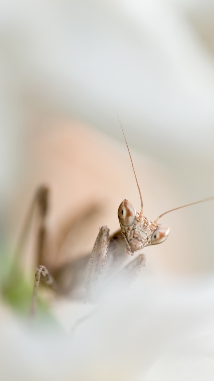 720x1280   Animal / Богомол (720x1280) ID обоев: 742875 - Mobile Abyss