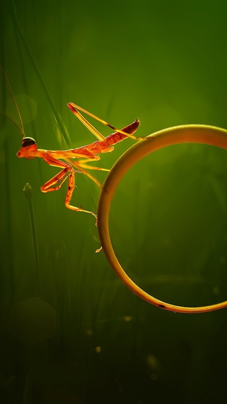 750x1334  Little mantis macro world 750x1334 iPhone 8/7/6 / 6S wallpaper background picture image