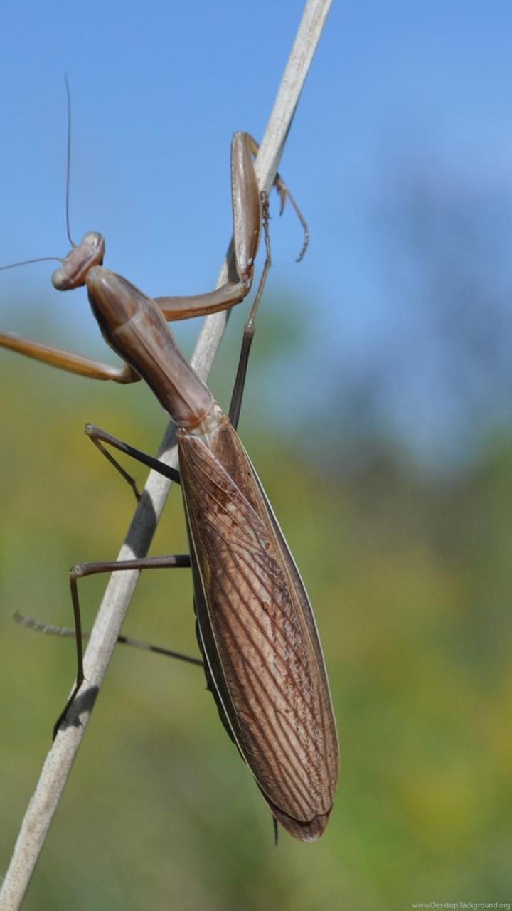 720x1280   Обои Praying Mantis - Обои Cave