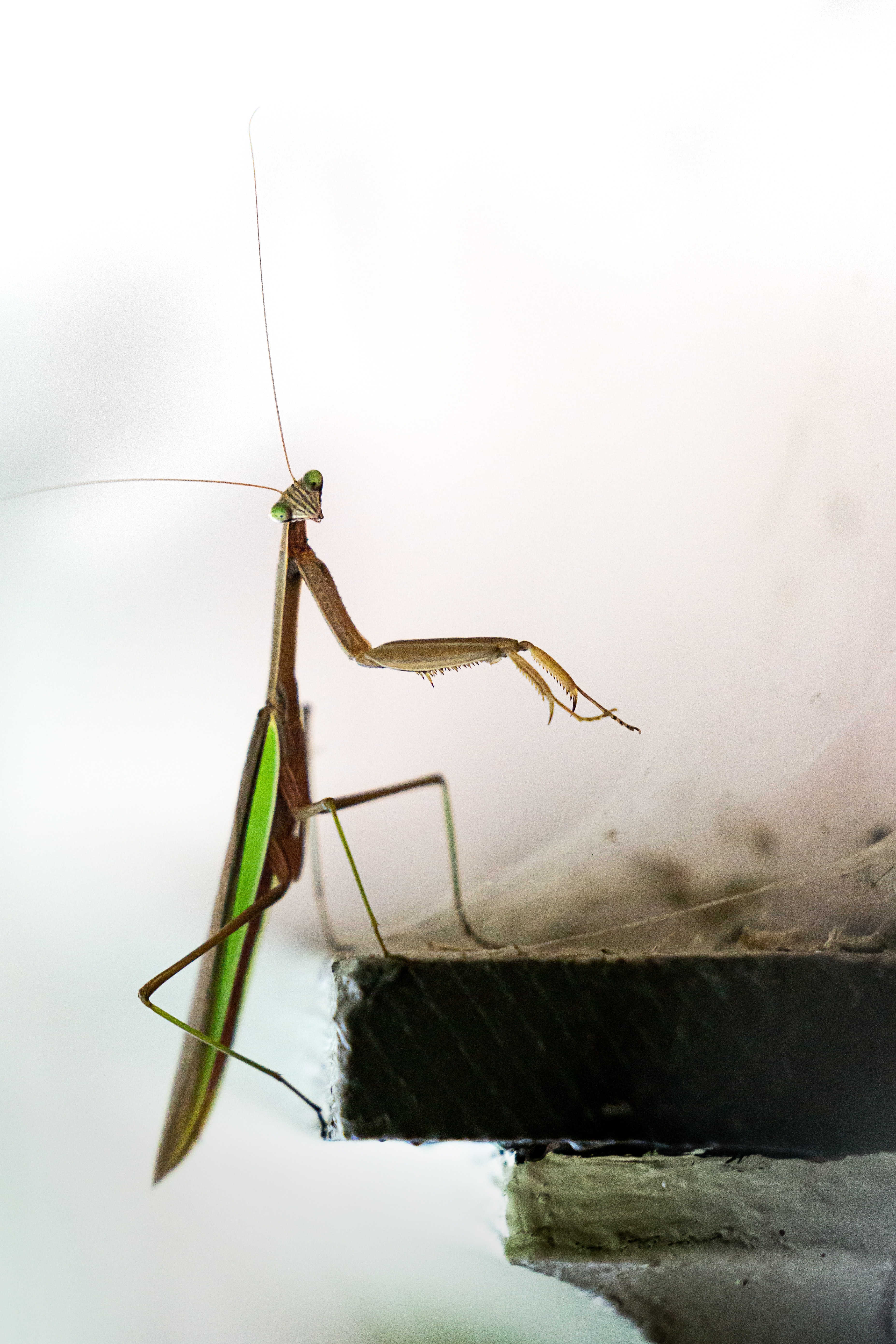 3709x5564  Praying Mantis Pictures | Скачать бесплатные изображения на Unsplash