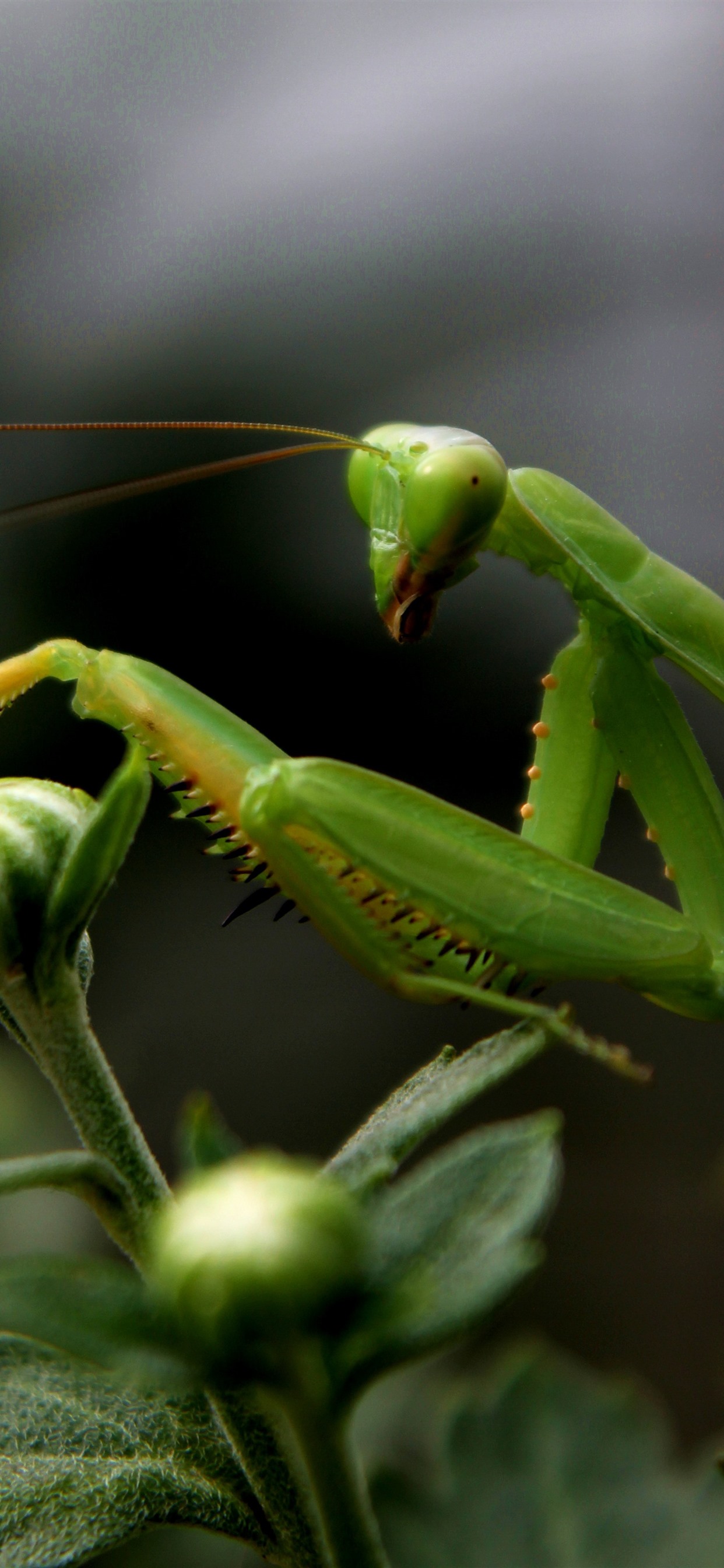 1242x2688  Wallpaper Бутоны цветов богомола 2880x1800 HD Picture Image