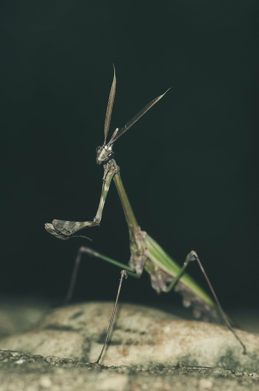 910x1370  HD обои: богомол насекомое макро средиземноморье закрыть богомол | Обои Flare