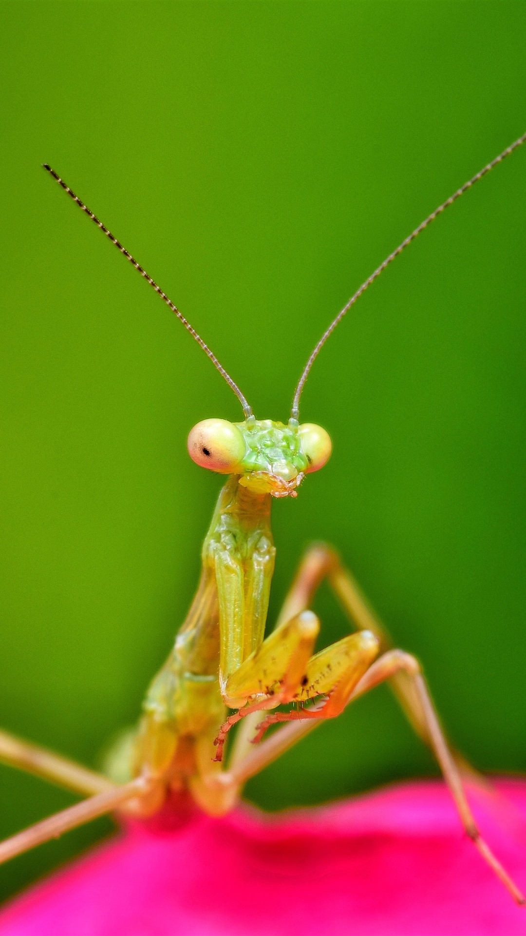 1080x1920   Насекомое-богомол антенна 1242x2688 iPhone 11 Pro / XS Max обои фоновое изображение image