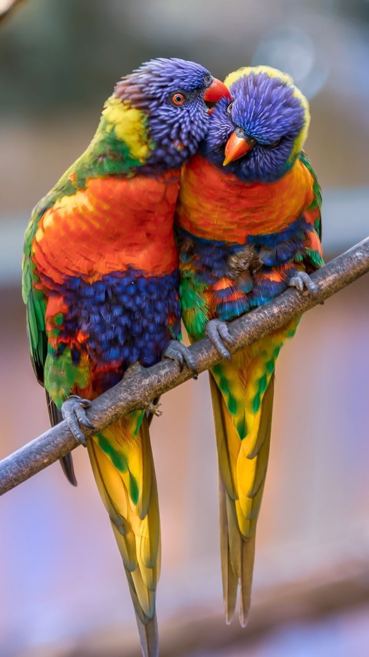 720x1280  Parrots Pair Phone Wallpapers - Wallpaper Cave 