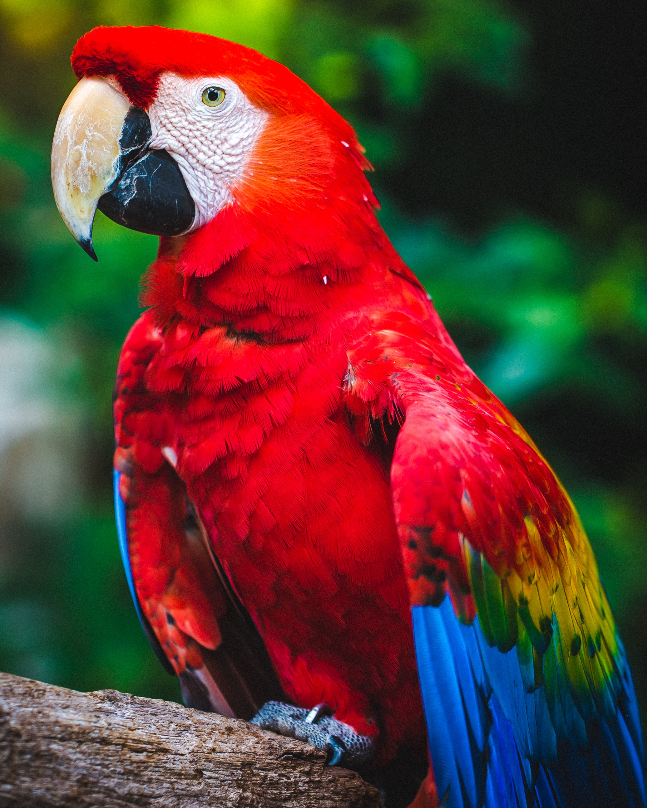 2072x2590  Parrot Wallpaper HD Background Wallpaper Images для Android - Скачать APK 