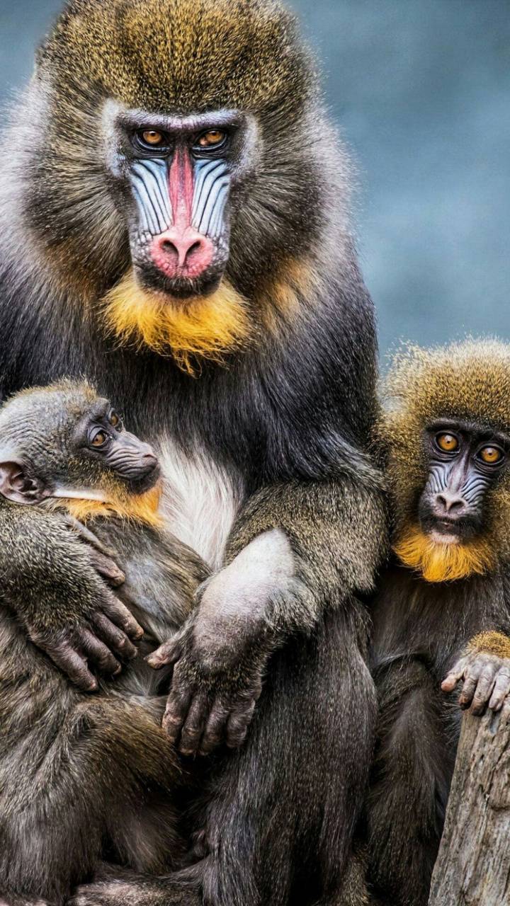720x1280  Mandrill Wallpapers - Лучшие бесплатные фоны с мандрилами - WallpaperAccess