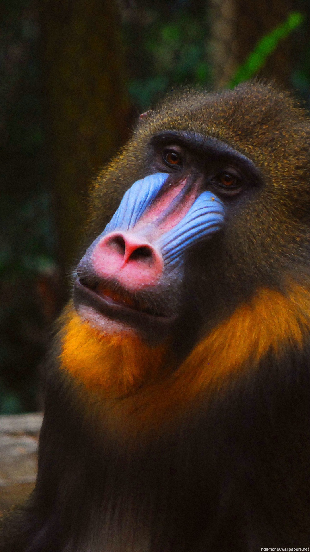 mandrill wallpaper