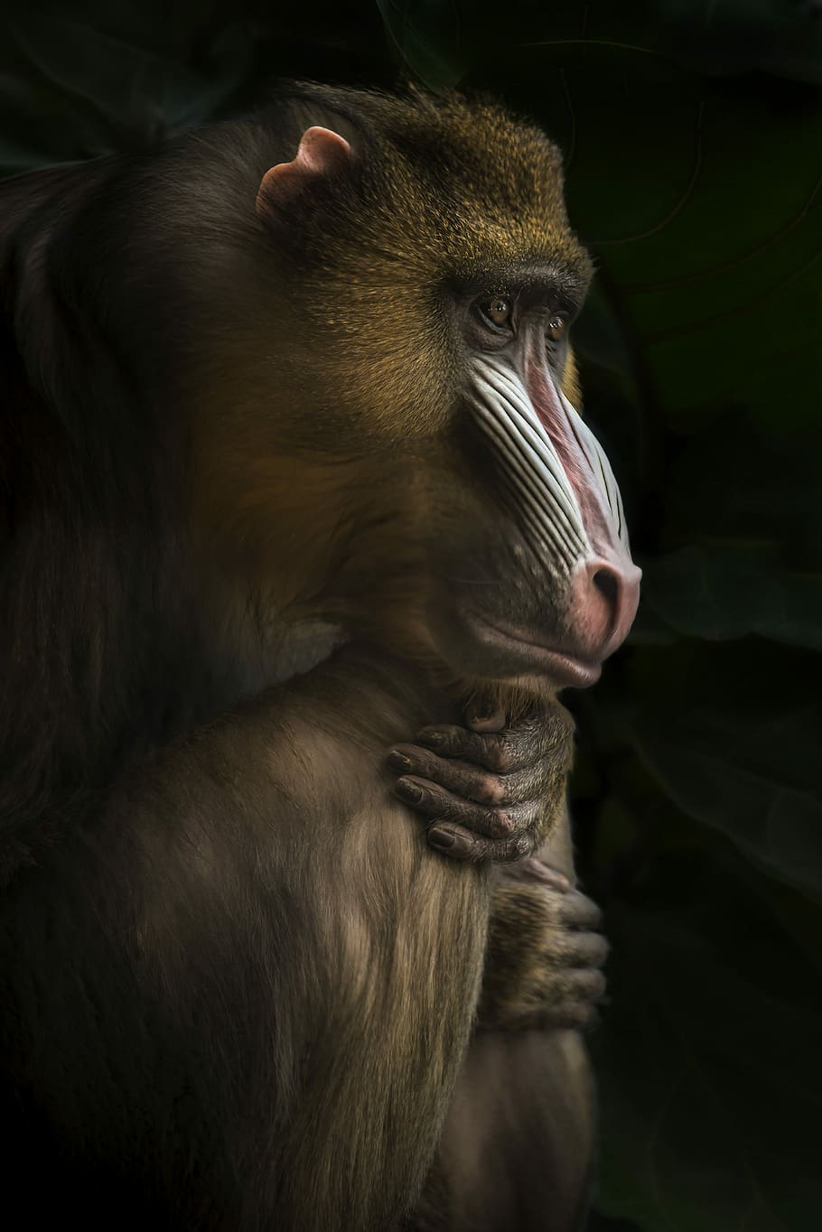 910x1364  Mandrill 1080P 2K 4K 5K HD wallpapers скачать бесплатно | Wallpaper Flare