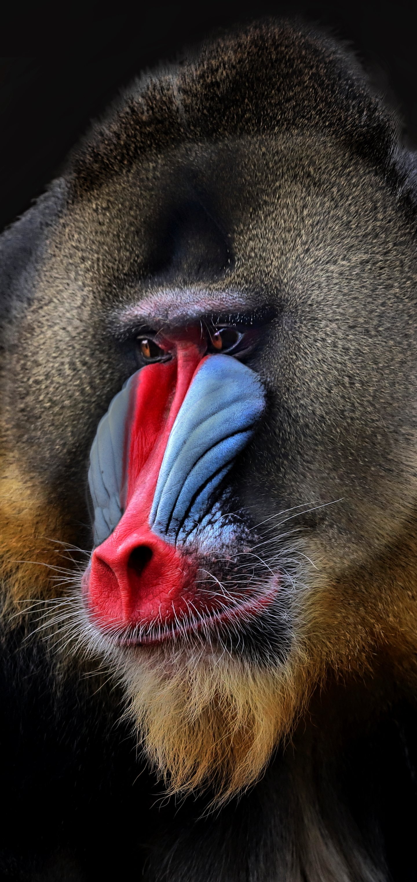 1440x3040   Animal / Mandrill (1440x3040) ID обоев: 846900 - Mobile Abyss