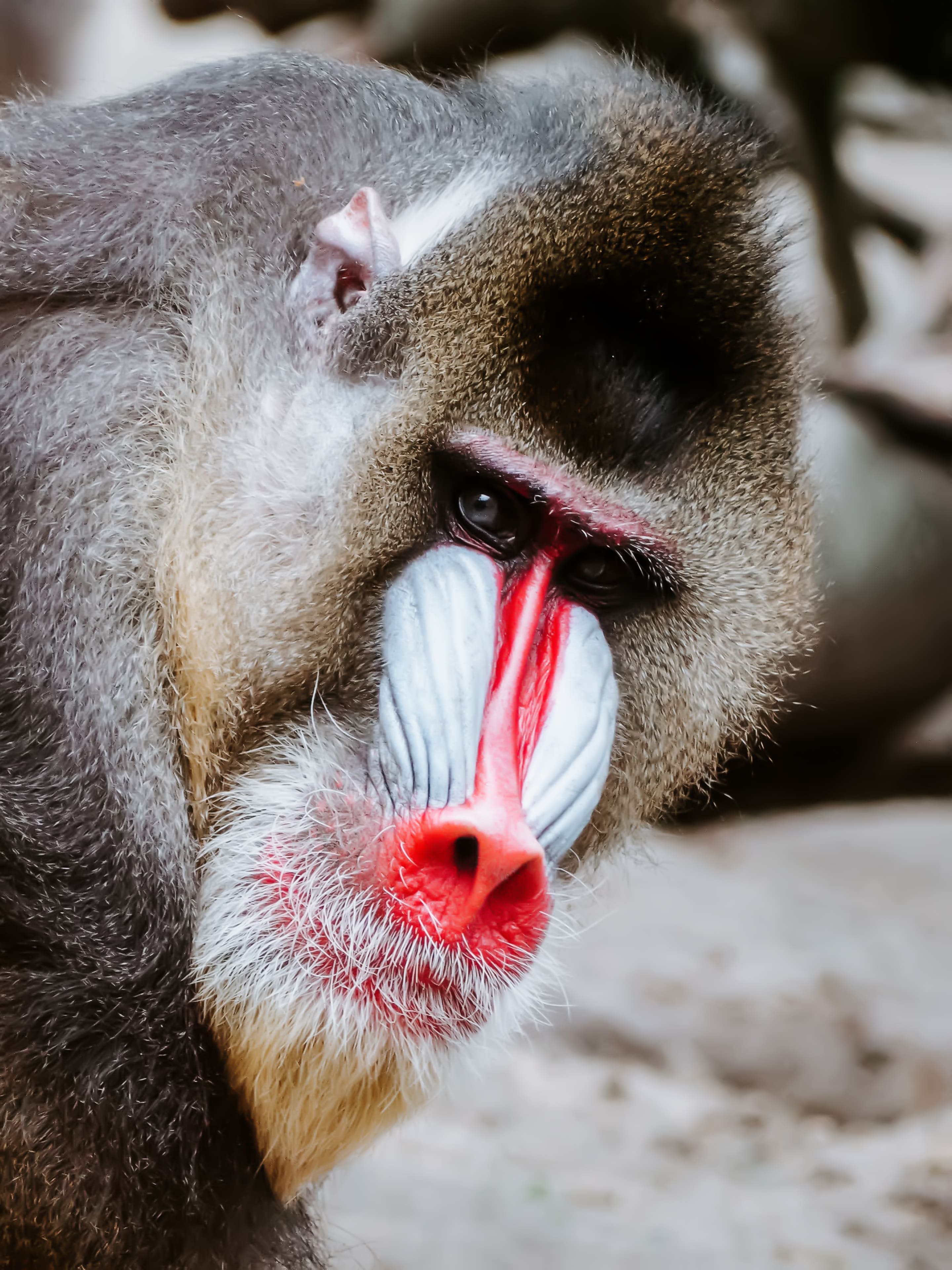2880x3840   ▷ Mandrill wallpaper ? | Wallery