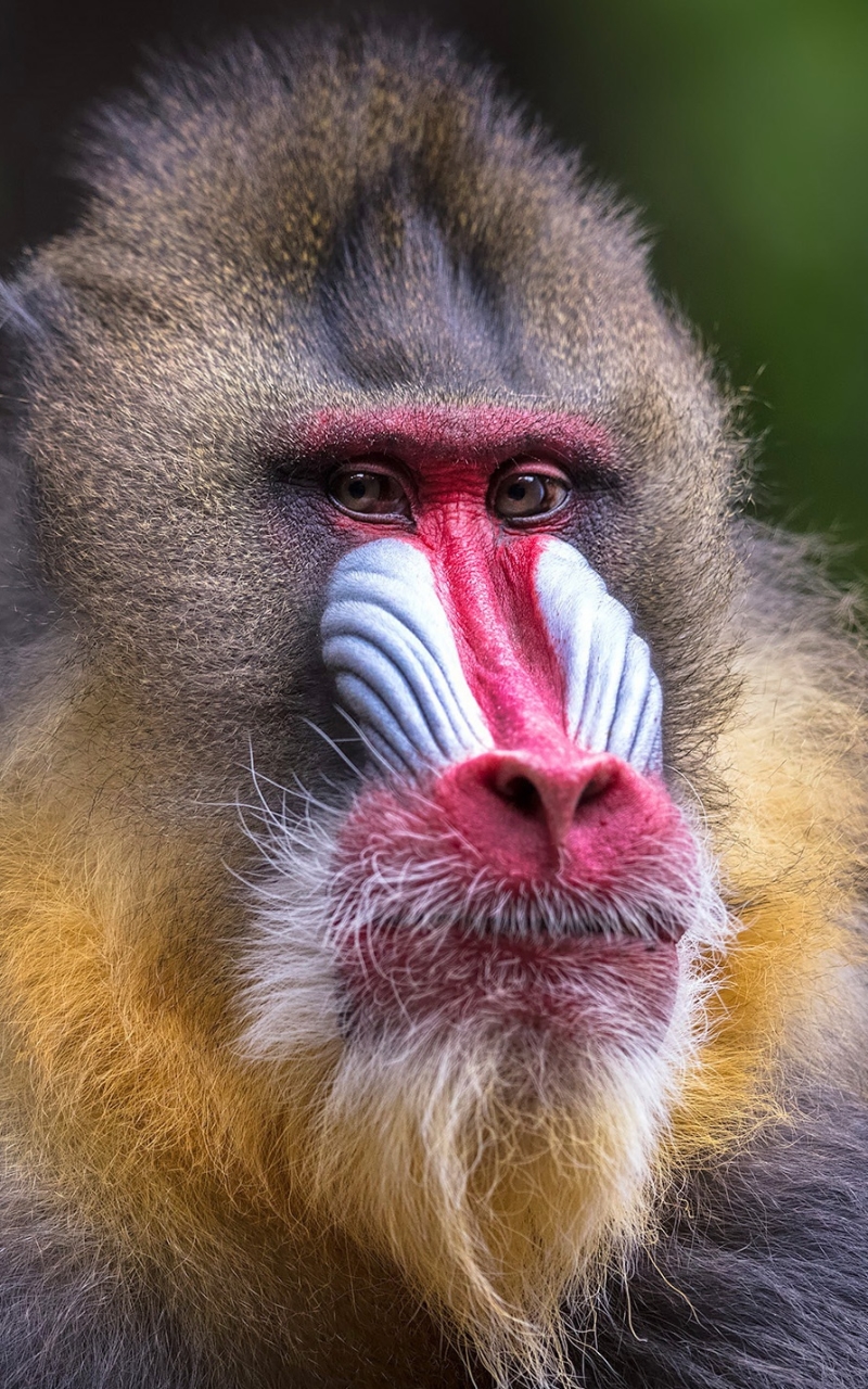 800x1280   Animal / Mandrill (800x1280) ID обоев: 751784 - Mobile Abyss