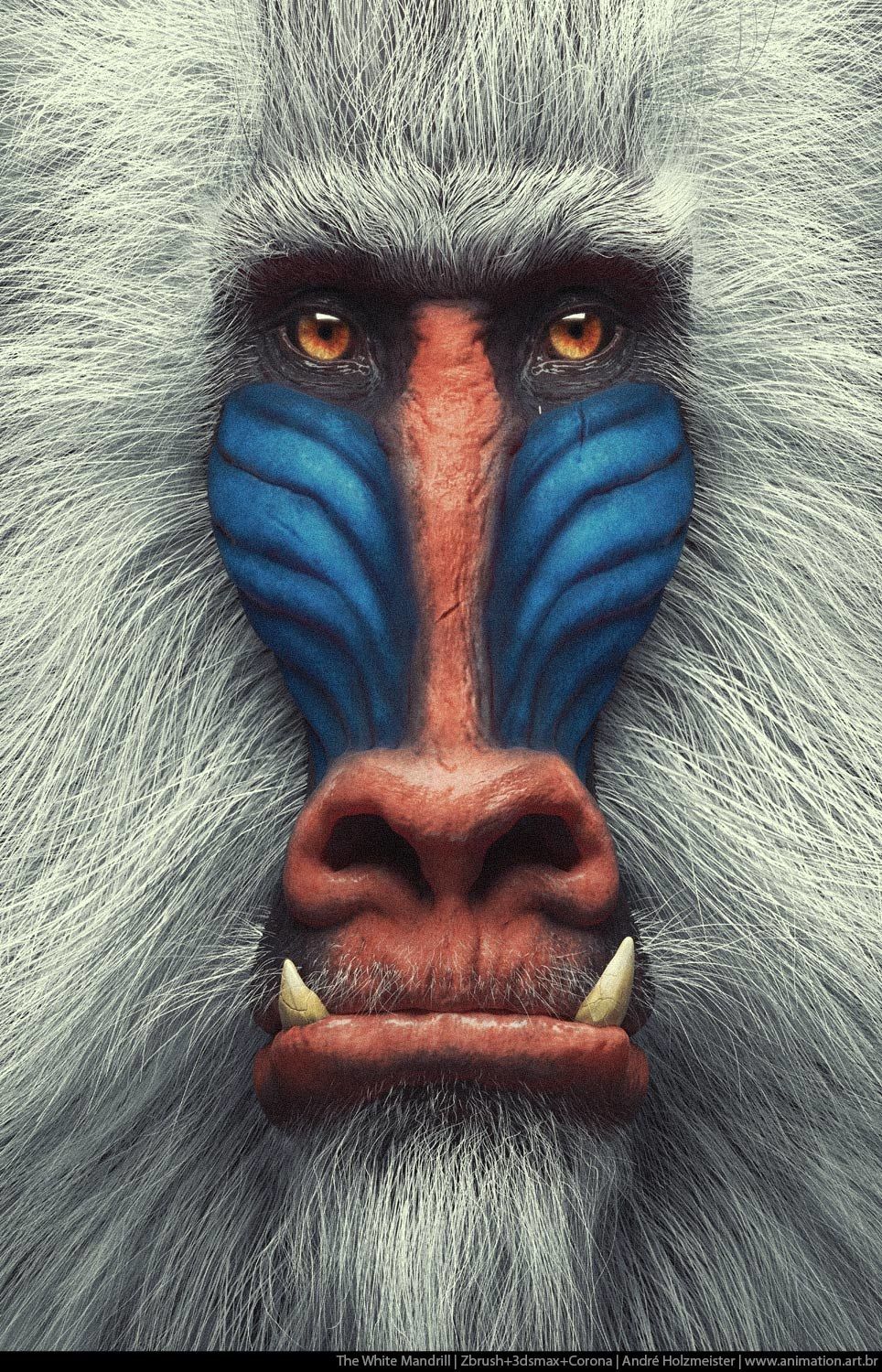 964x1500  Mandrill - Портфолио André Holzmeister | Анимированные обои из анимированных - selvagens Foxy Обои Cave