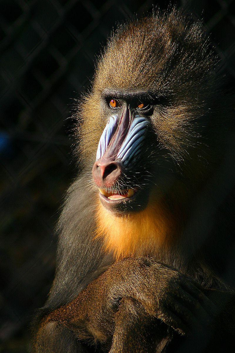 800x1200  mandrill - dovoda EG