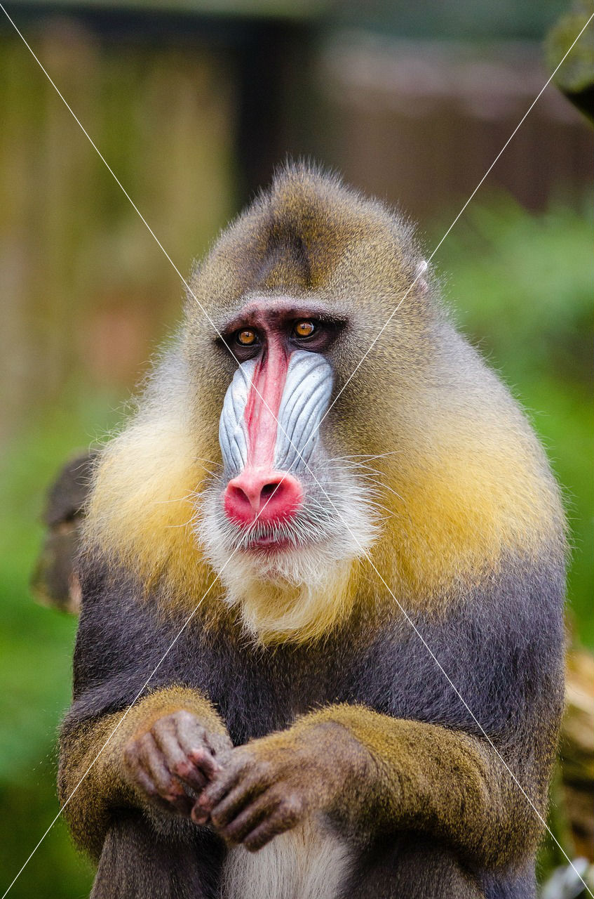 847x1280  Mandrill wallpapers Animal HQ Mandrill pictures | 4K Wallpapers 2019