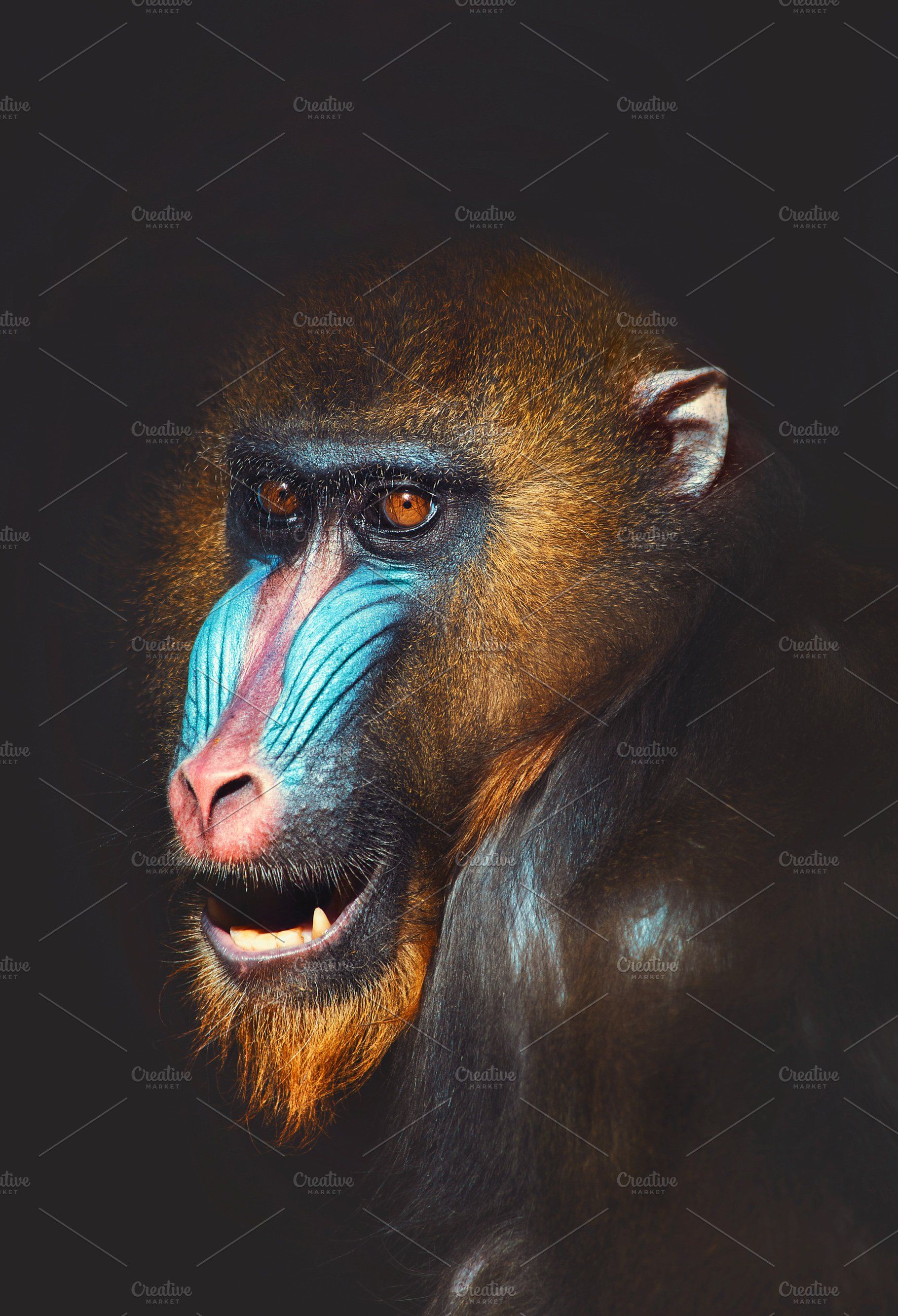 1820x2668  Mandrill HQ Background Wallpaper 74896 - Baltana