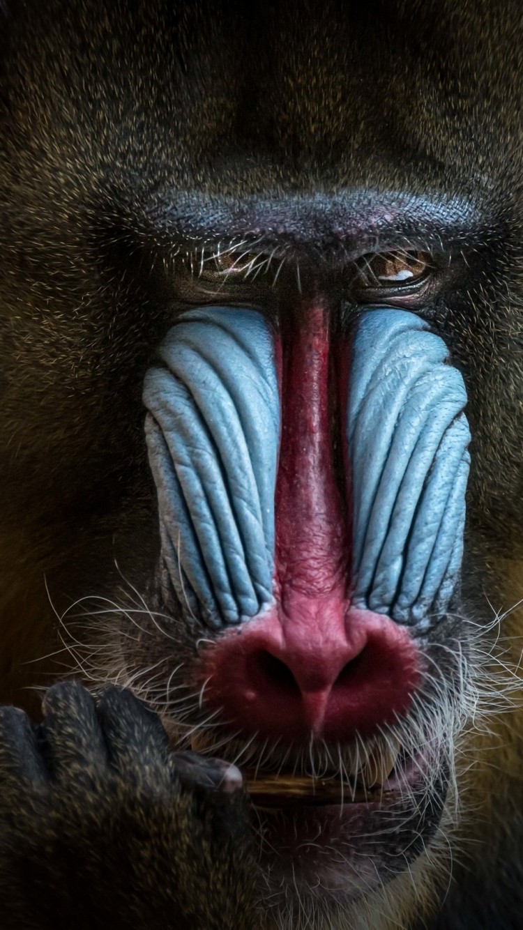 750x1334  Mandrill Wallpapers - Wallpaper Cave