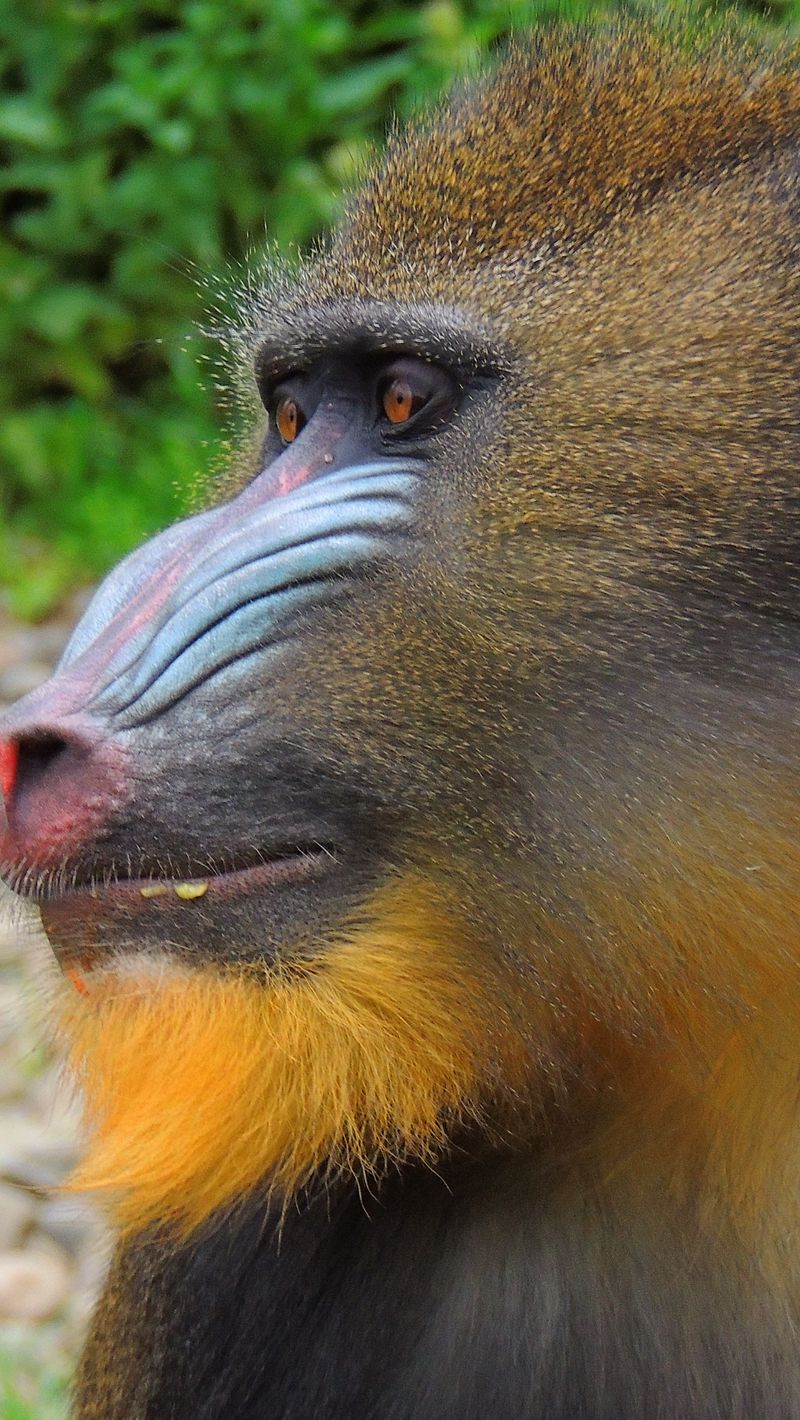 800x1420  Mandrill Background HD Wallpapers 74883 - Baltana