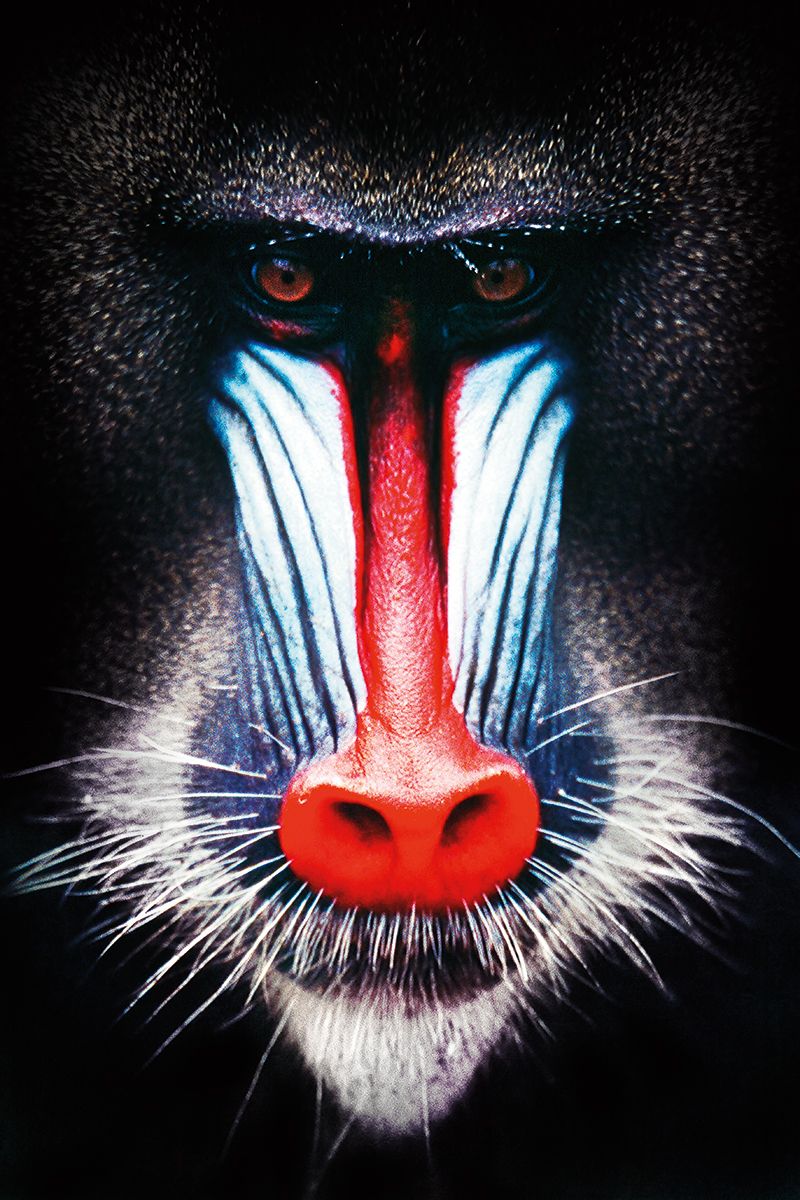 800x1200  Face wallpaper by tubar - ad - Бесплатно на ZEDGE ™ 