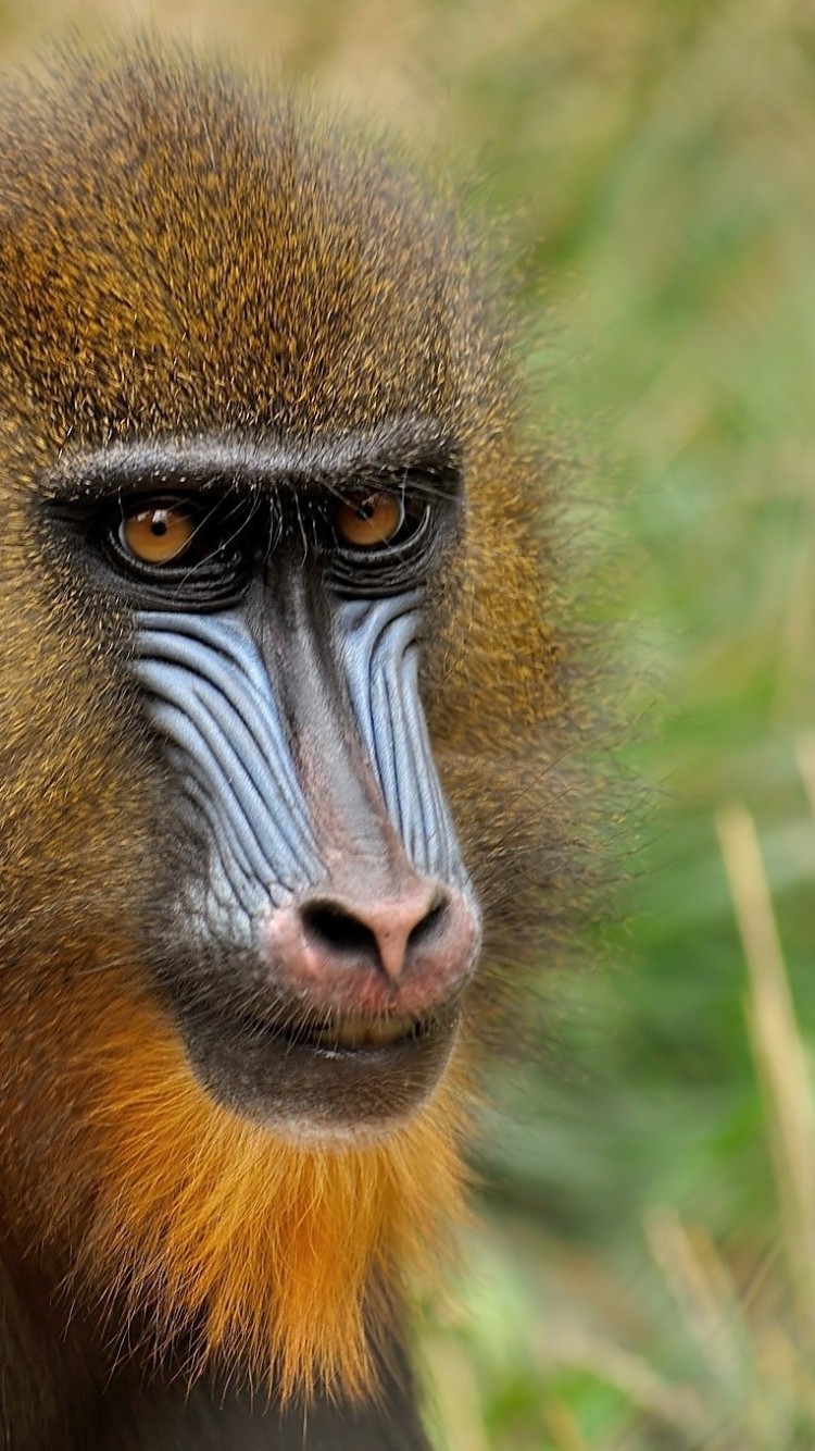 750x1334   Mandrill Monkey Face Wallpapers HD Загрузить для рабочего стола Обои для рабочего стола 