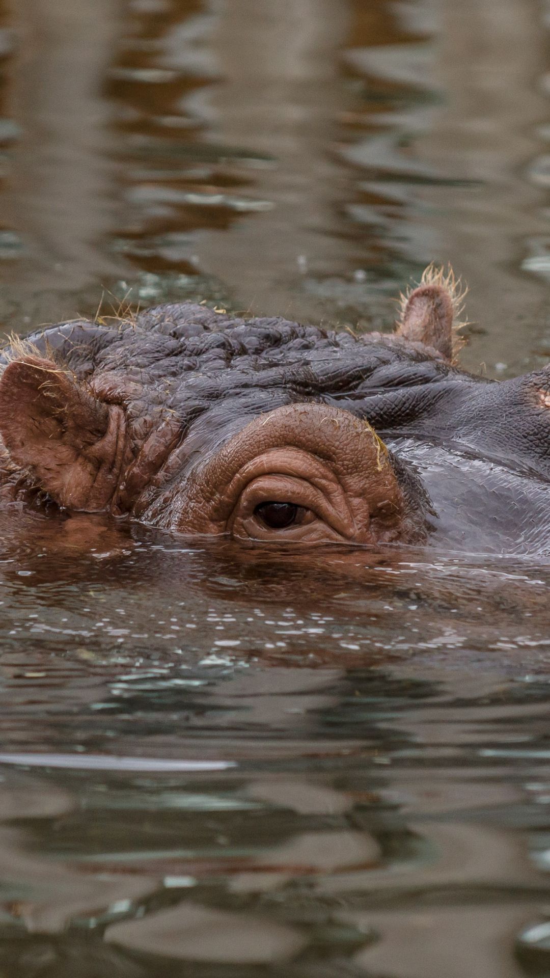 1080x1920   Скачать обои 1080x1920 бегемот бегемот животное подводные глаза Sony Xperia Z1 ZL Z Samsung Galaxy S4… | Опасные животные Животные дикие Hippopotamus