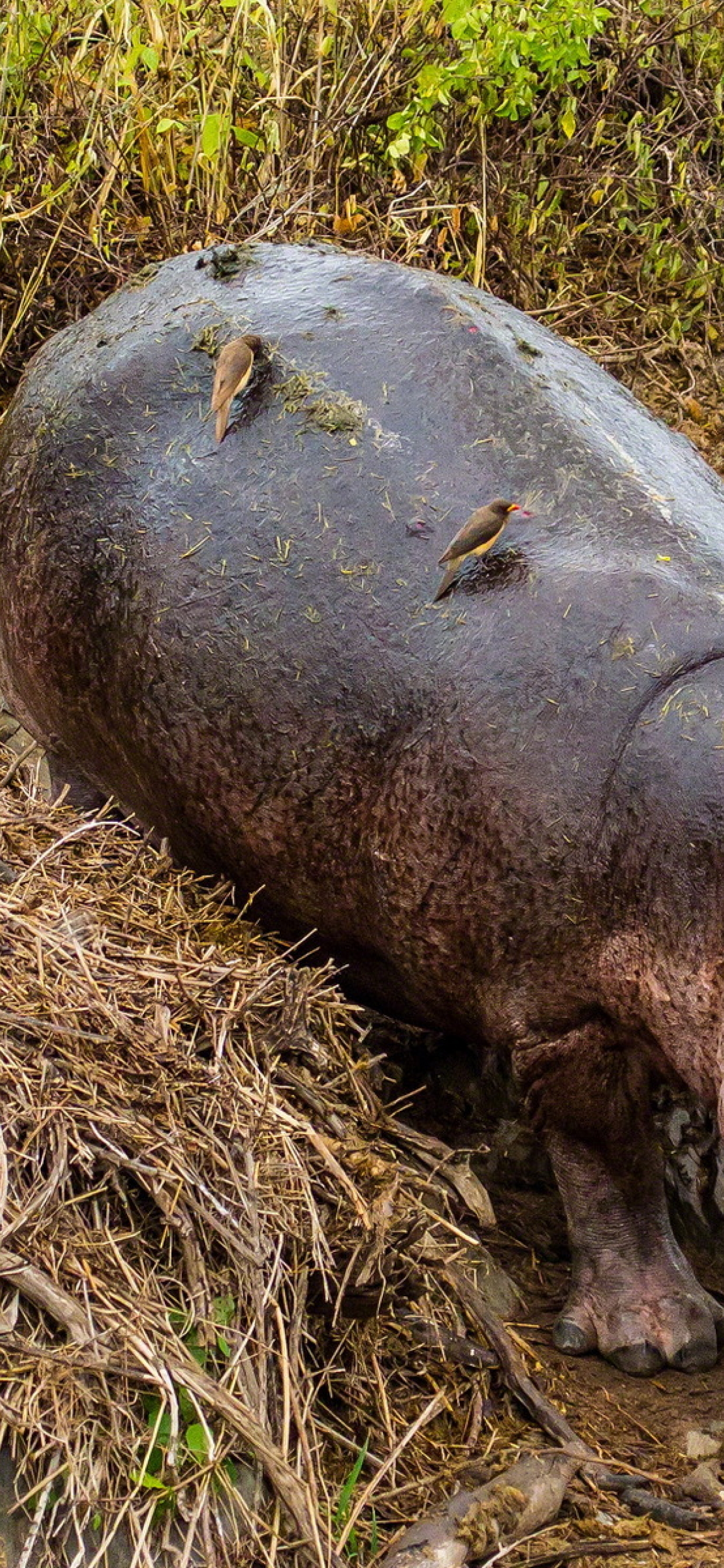 1242x2688  1242x2688 бегемот бегемот птицы Iphone XS MAX обои HD Животные 4K обои изображения Фото и фон