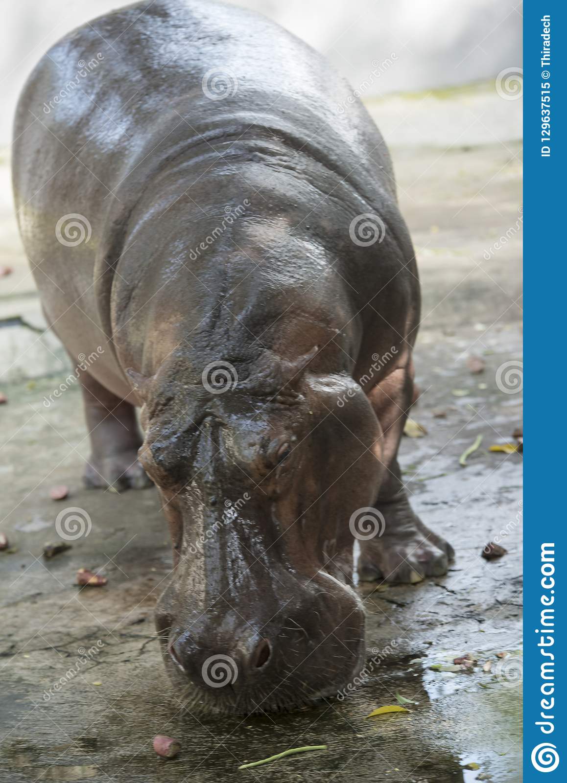 1158x1600   Животное бегемота. Изображение серой природы - 129637515