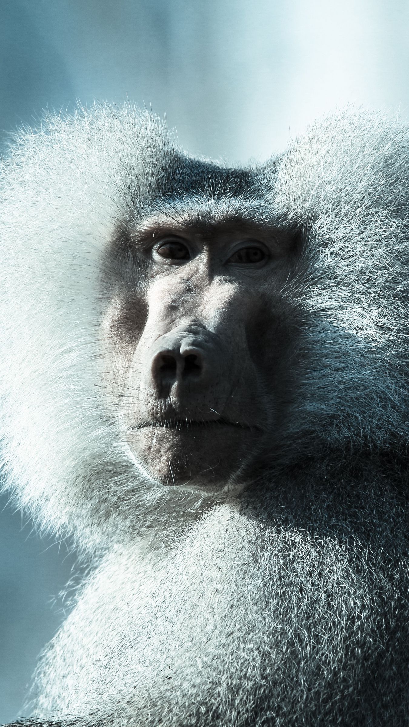 1350x2400   Скачать обои 1350x2400 обезьяна морда бабуина пушистая iphone 8 + / 7 + / 6s + / 6 + для параллакса hd фон 